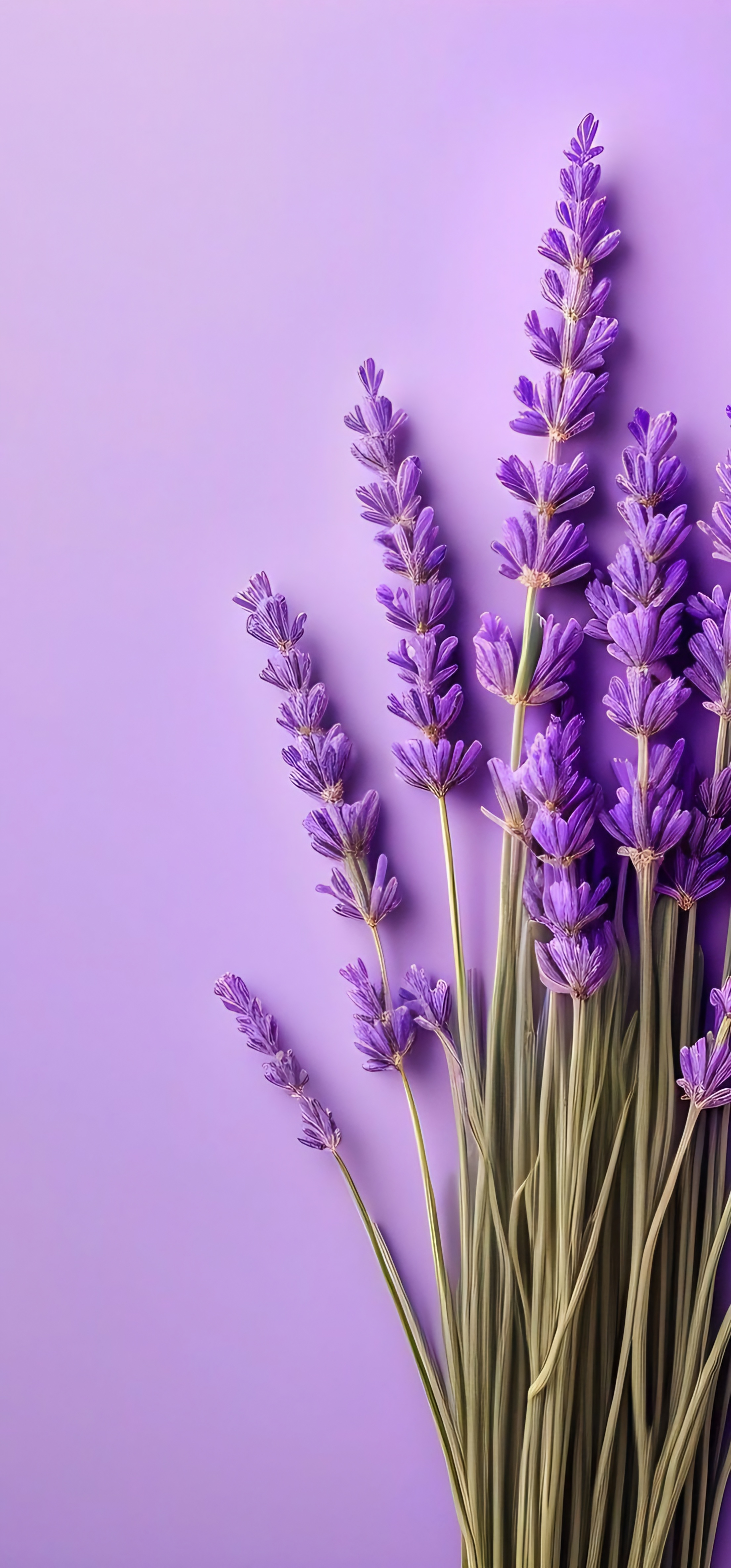 Lavender Purple Background - floral wallpaper for OpersCraft