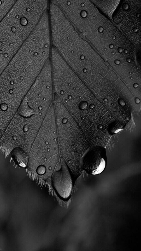Leaf and Water Droplets - macro wallpaper for OpersCraft
