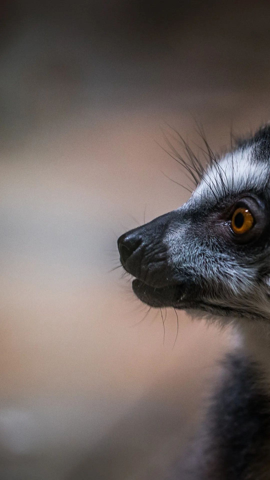 Lemur Profile Close-Up - random wallpaper for OpersCraft