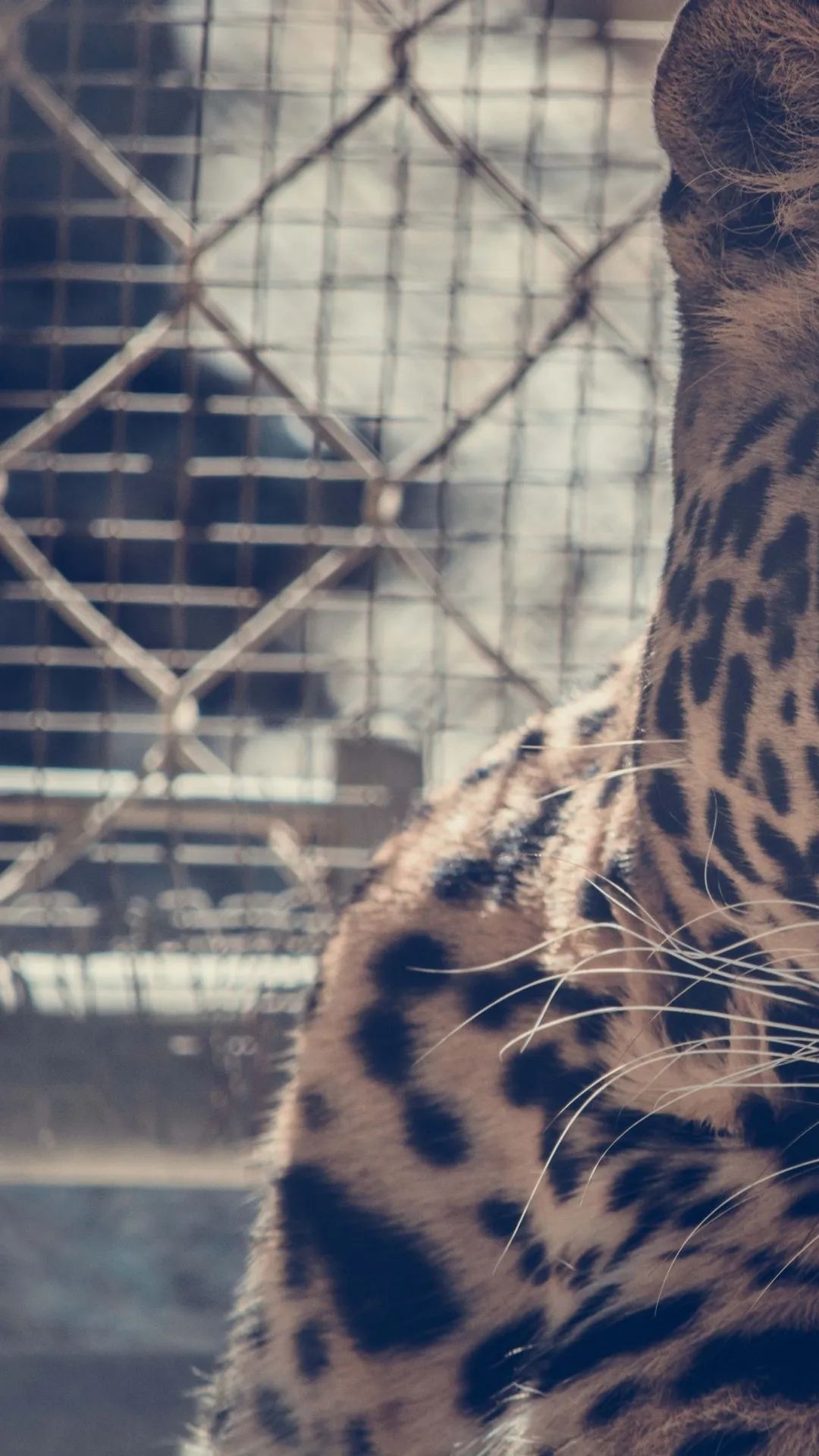 Leopard Behind Bars - leopard wallpaper for OpersCraft