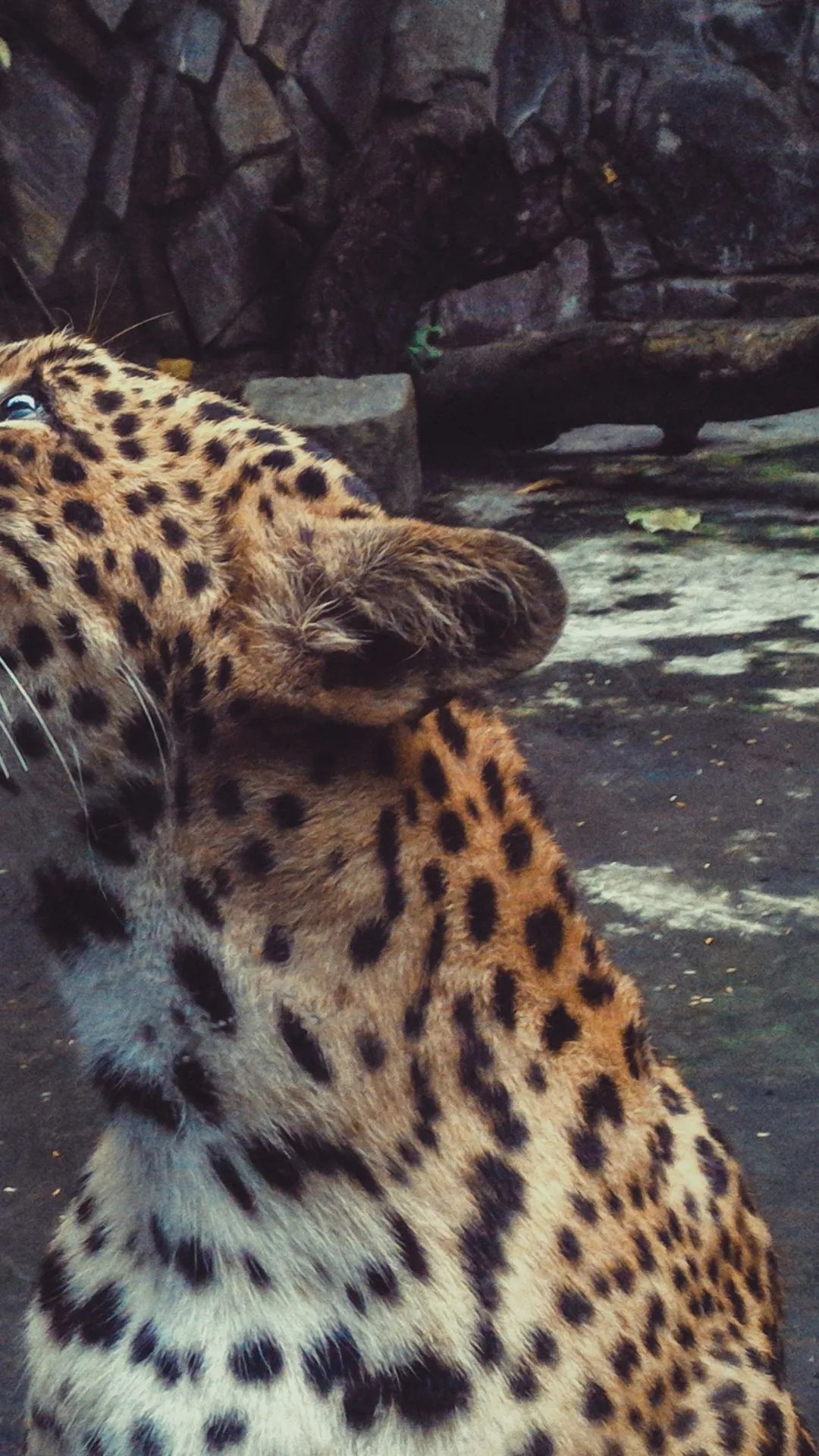 Leopard's Intense Gaze - leopard wallpaper for OpersCraft