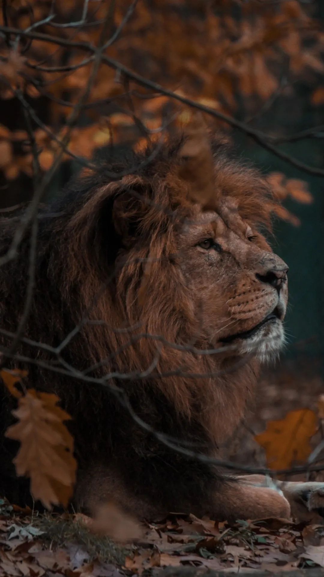 Lion in Autumn Woods - lion wallpaper for OpersCraft