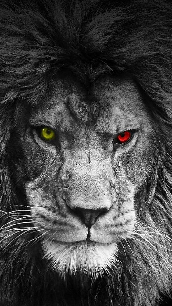 Lion's Fiery Gaze - lion wallpaper for OpersCraft