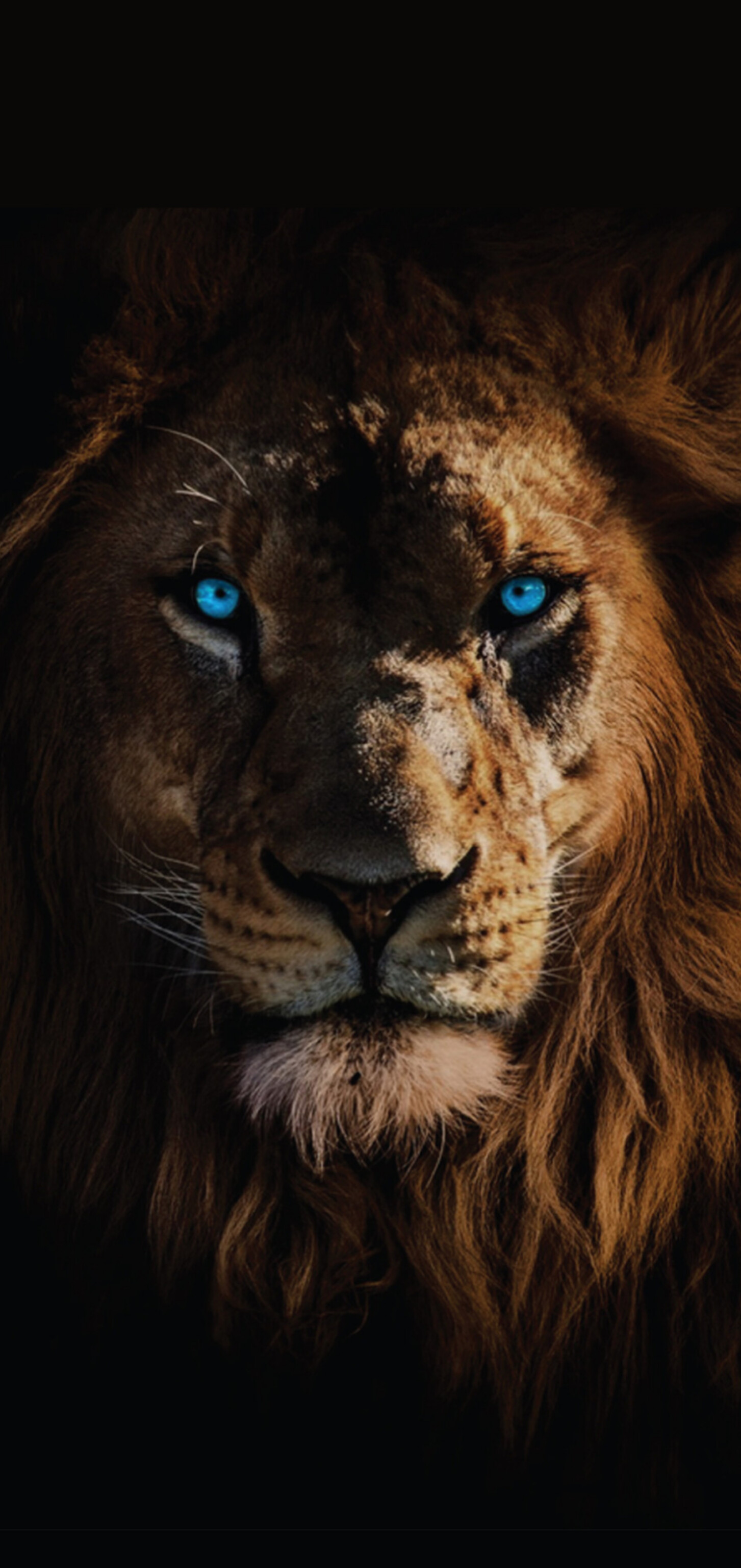 Lion's Gaze - lion wallpaper for OpersCraft