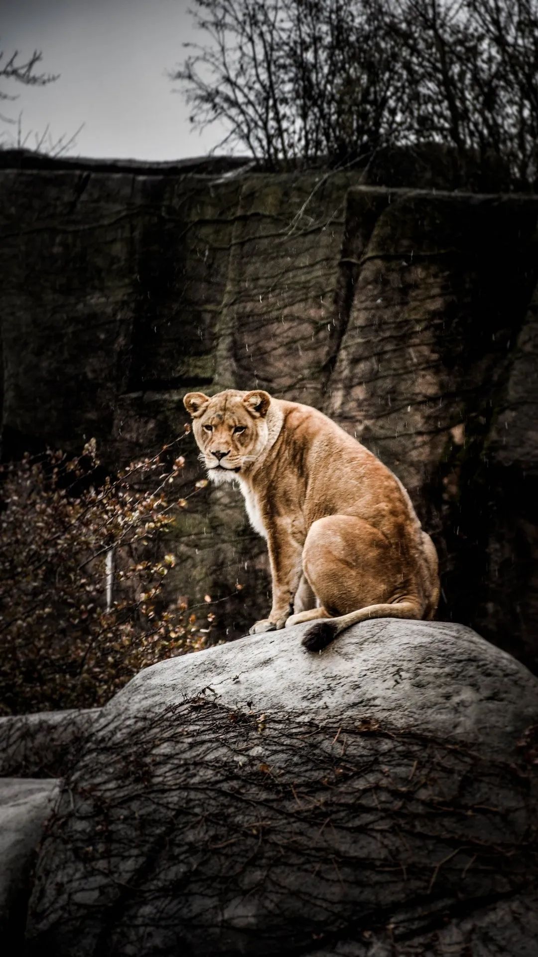 Lioness on Rocky Ledge - lion wallpaper for OpersCraft