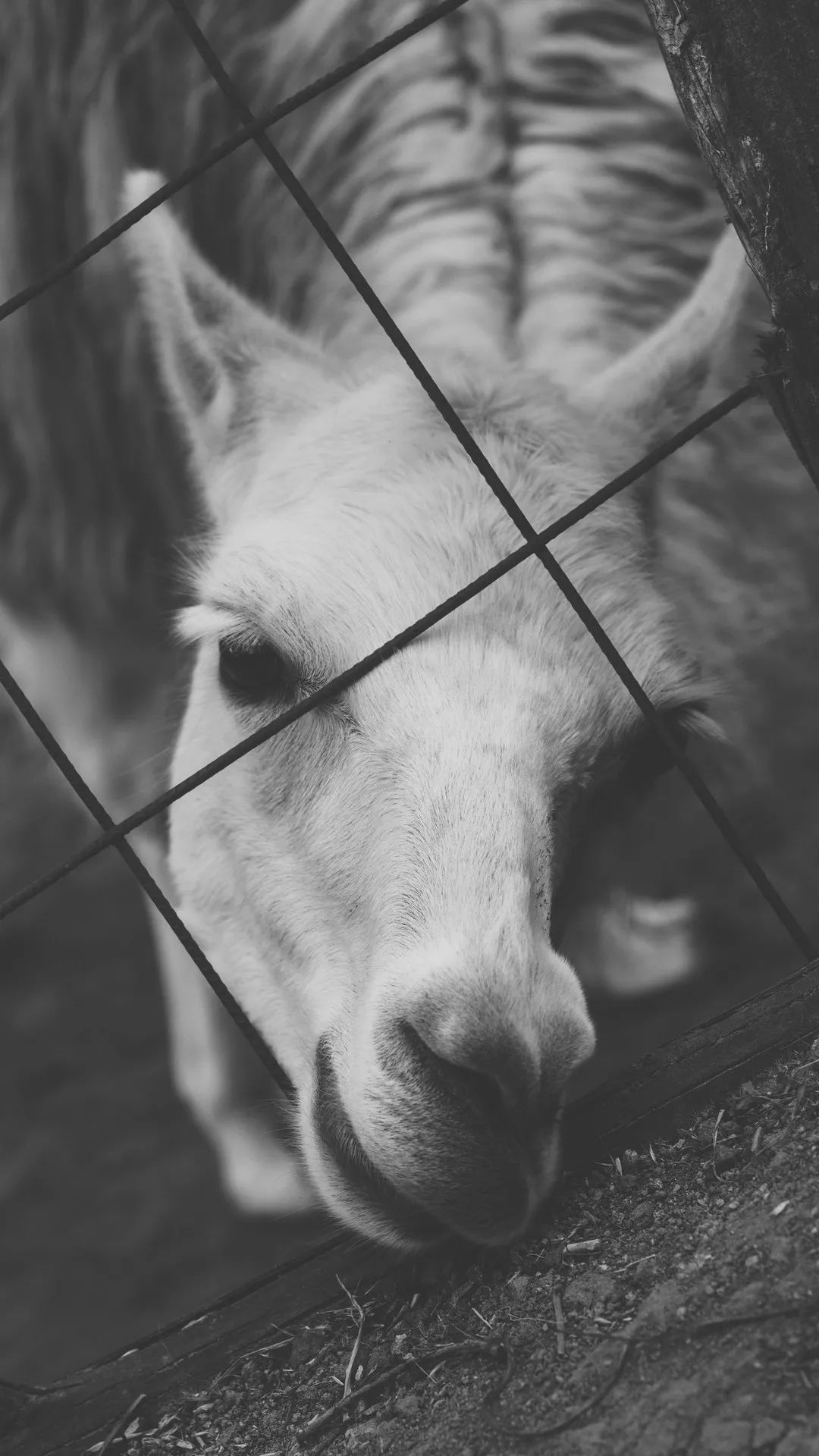 Llama Behind the Fence - random wallpaper for OpersCraft