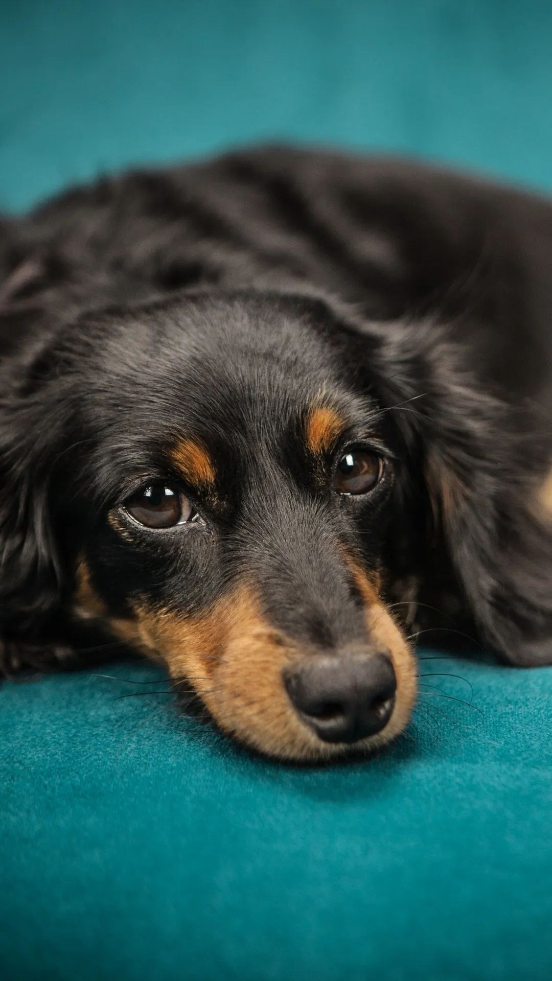 Long-Haired Dachshund Portrait - dog wallpaper for OpersCraft