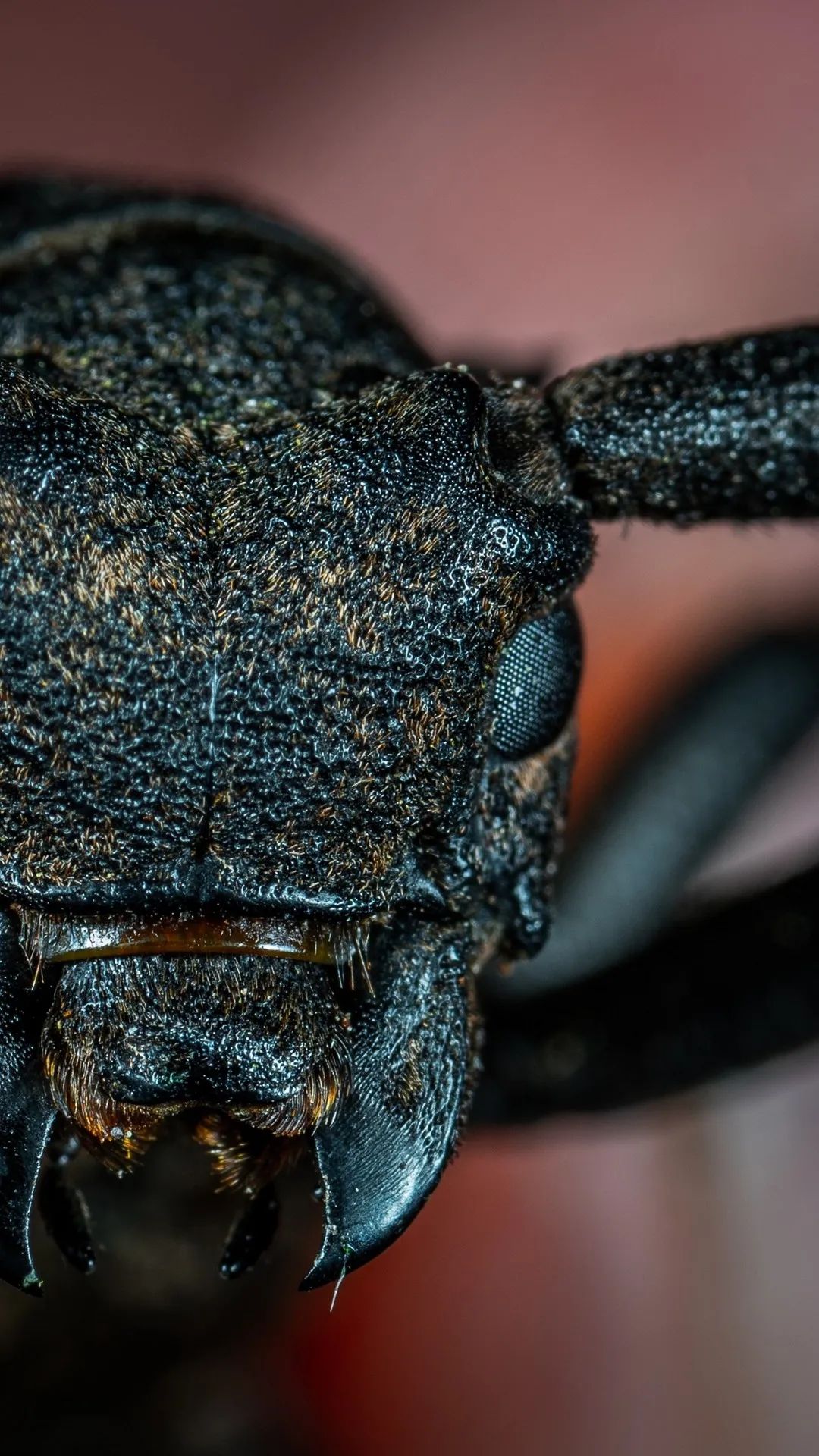 Longhorn Beetle Close-Up - insects wallpaper for OpersCraft