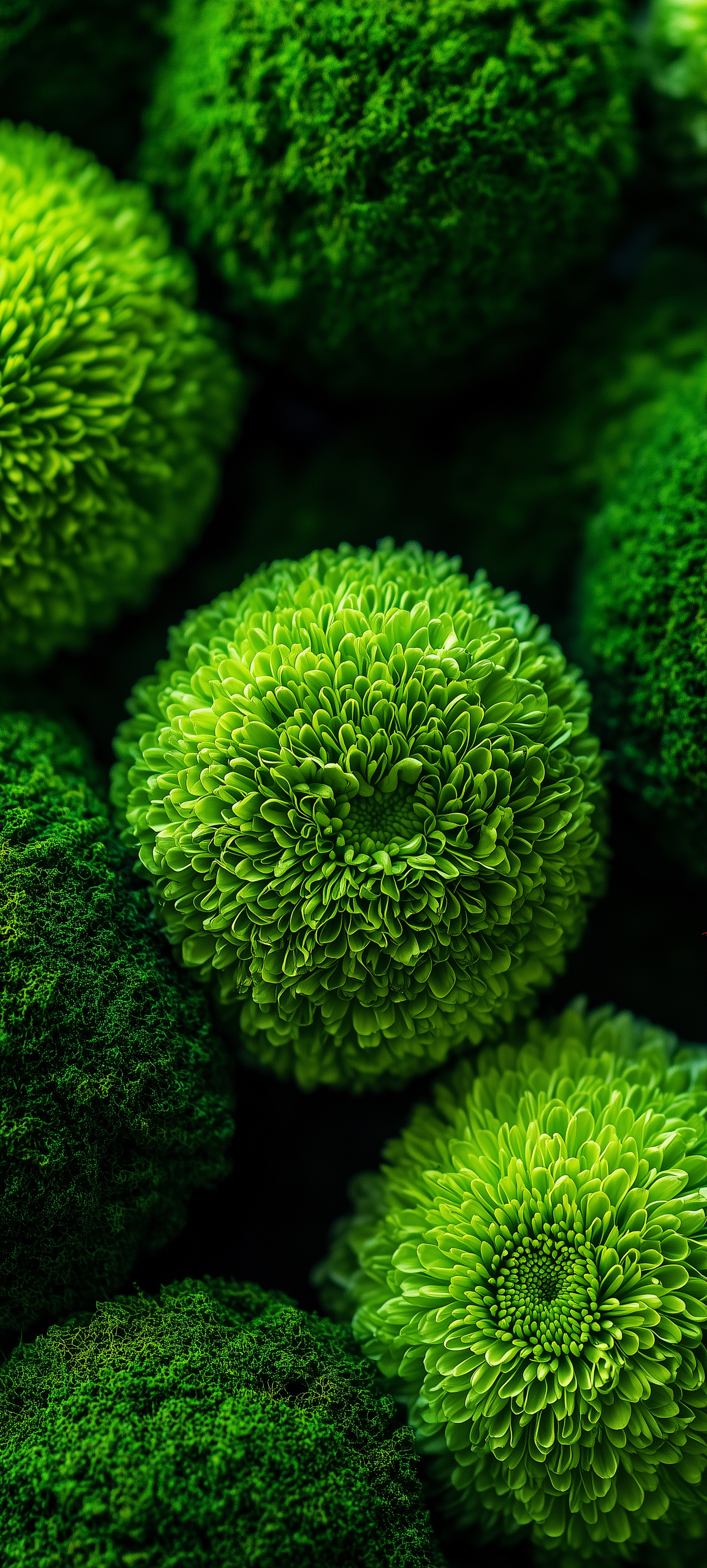 Lush Green Chrysanthemum Blooms - random wallpaper for OpersCraft