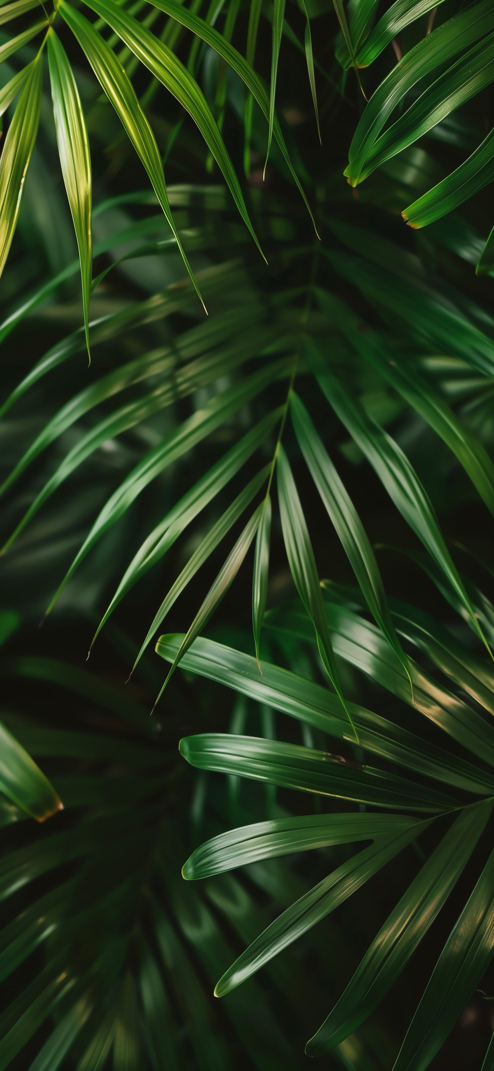 Lush Green Palm Leaves - nature wallpaper for OpersCraft