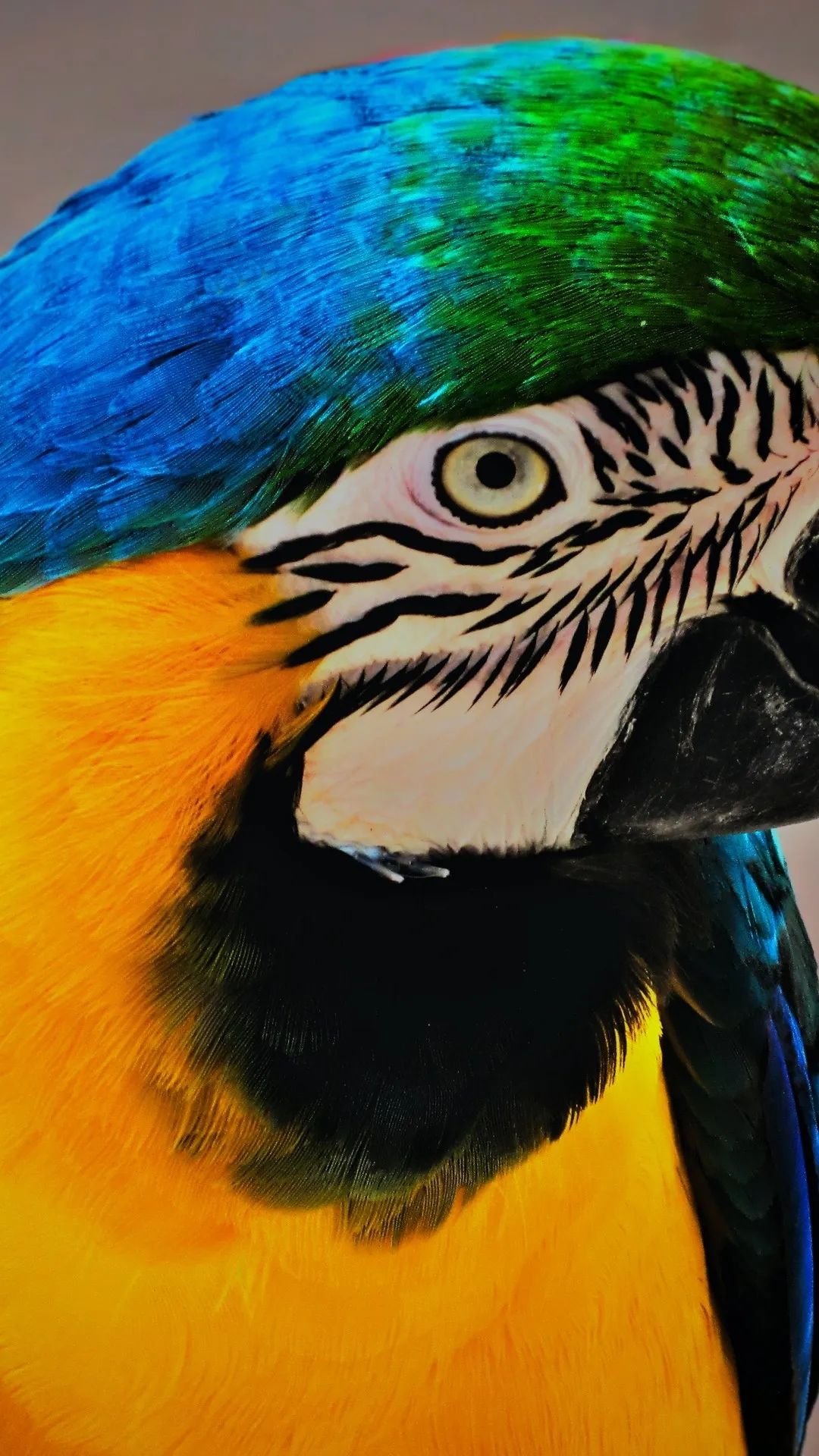 Macaw Close-Up Portrait - birds wallpaper for OpersCraft