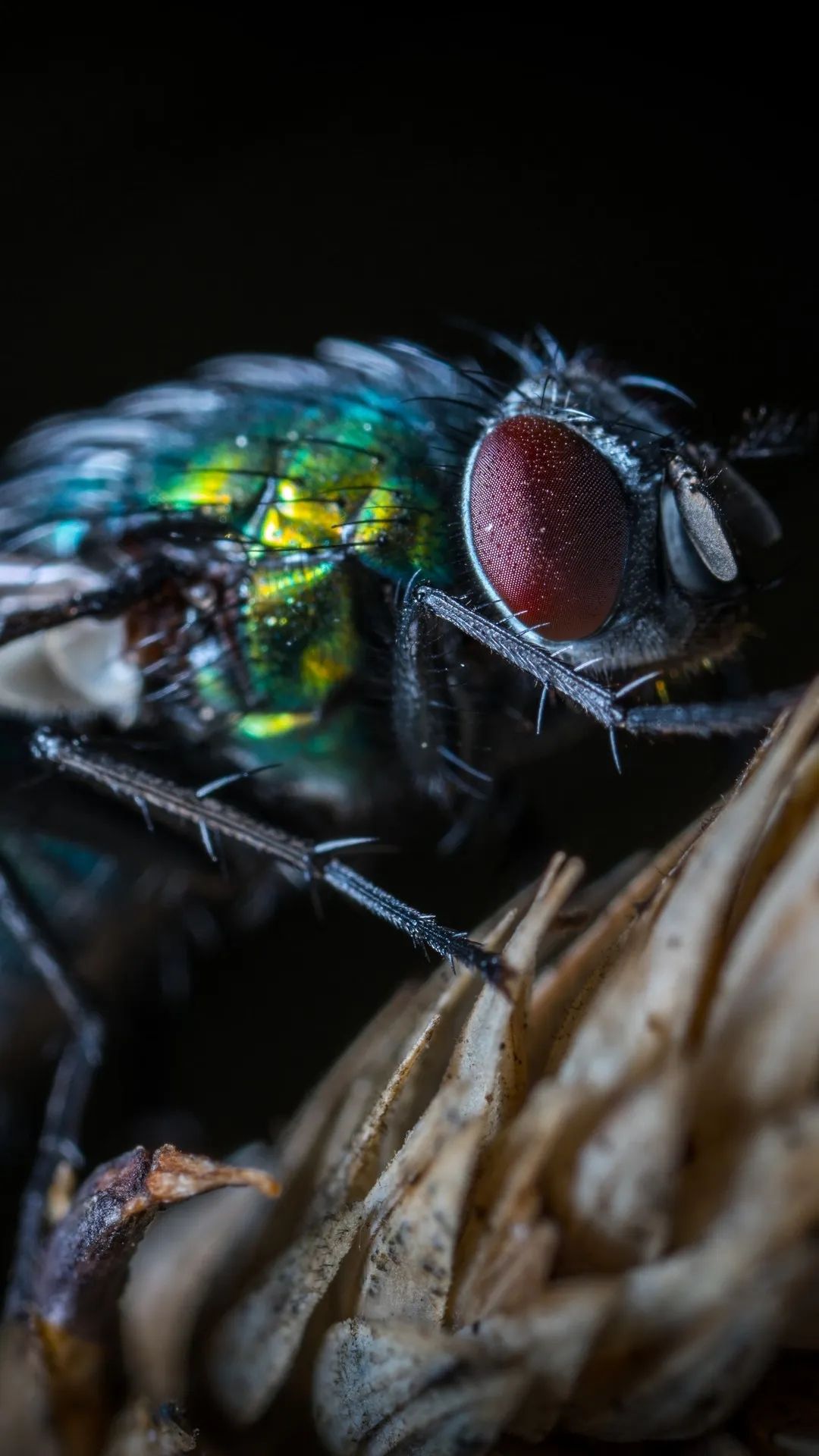 Macro Fly Portrait - random wallpaper for OpersCraft