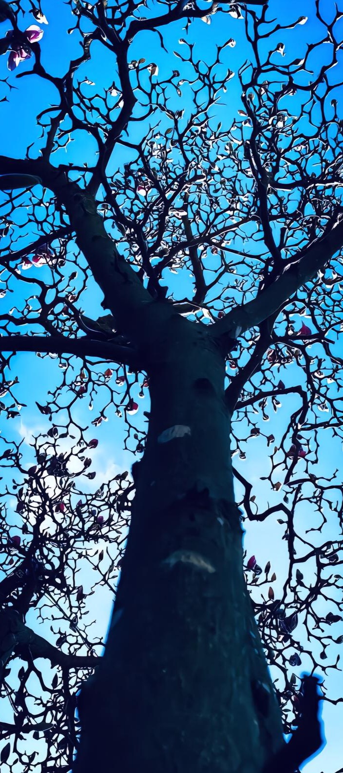 Magnolia Tree Skyward View - random wallpaper for OpersCraft