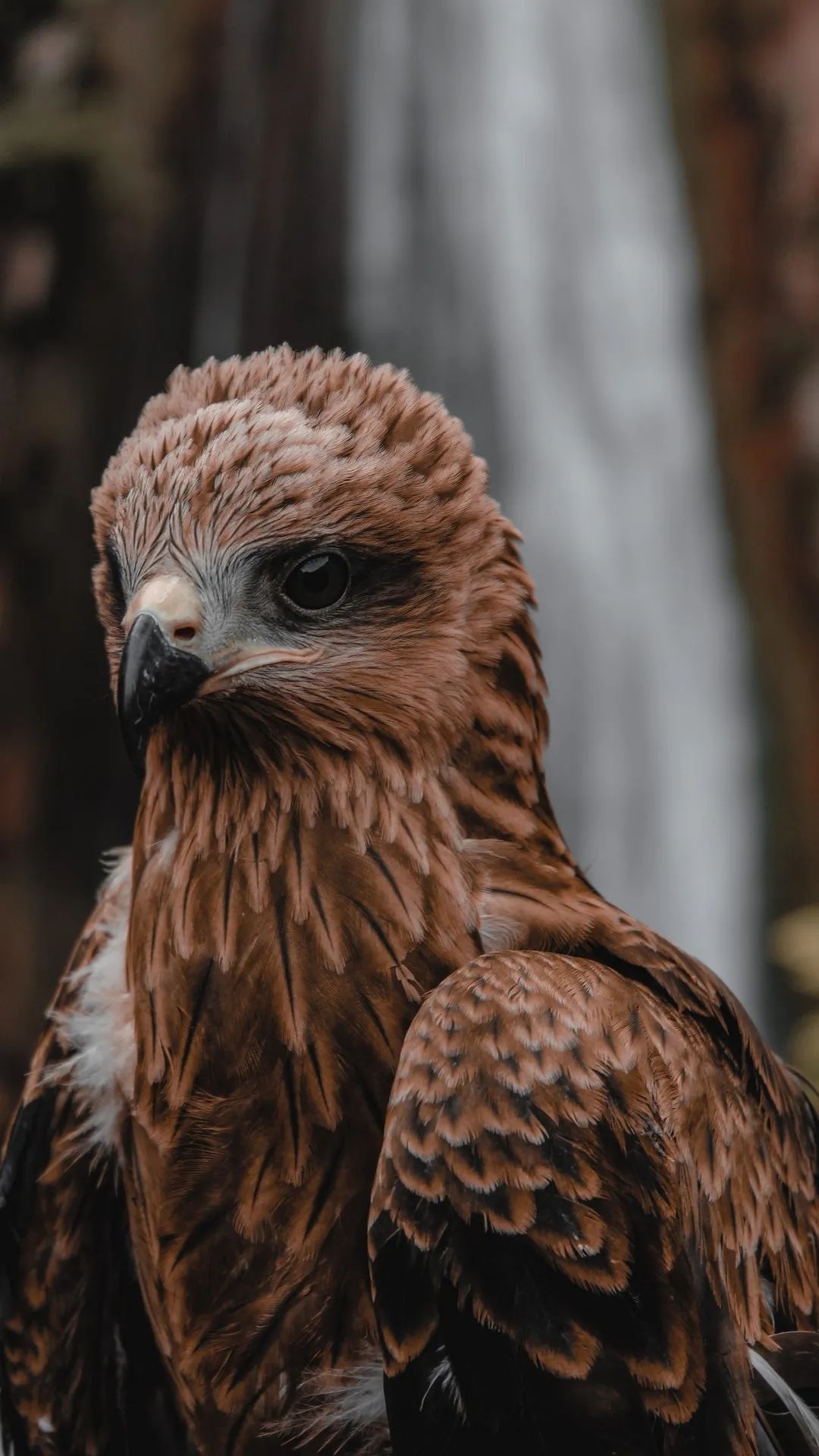 Majestic Brown Eagle Portrait - eagle wallpaper for OpersCraft