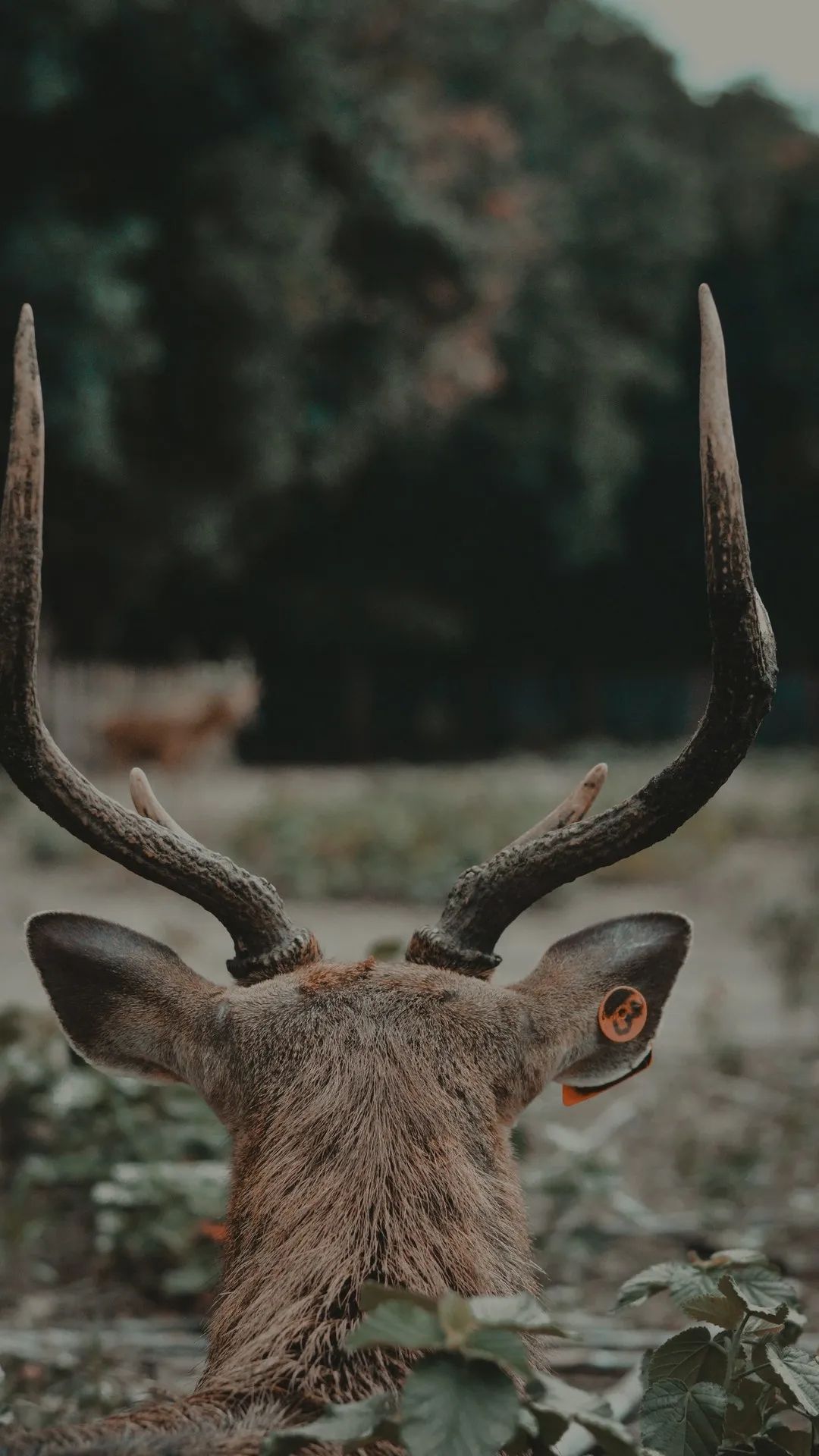 Majestic Deer Antlers - deer wallpaper for OpersCraft