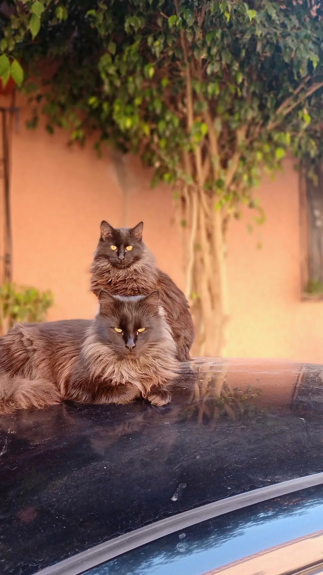 Majestic Feline Duo - cat wallpaper for OpersCraft