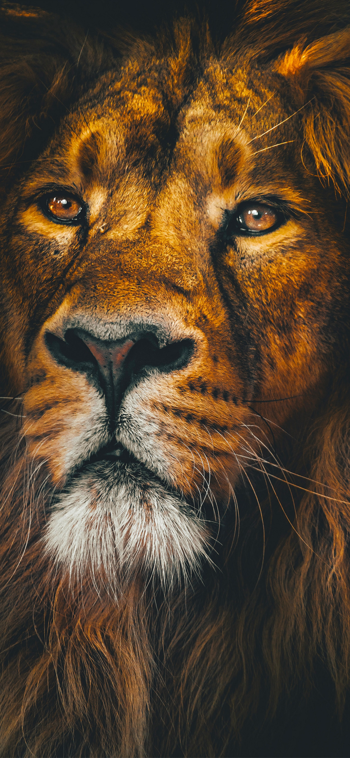 Majestic Lion Portrait - lion wallpaper for OpersCraft