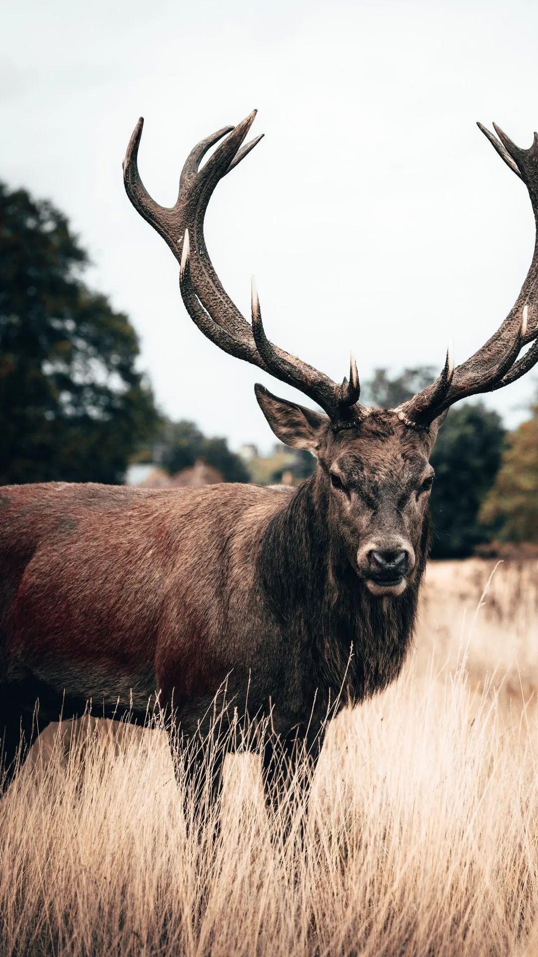 Majestic Stag Portrait - deer wallpaper for OpersCraft