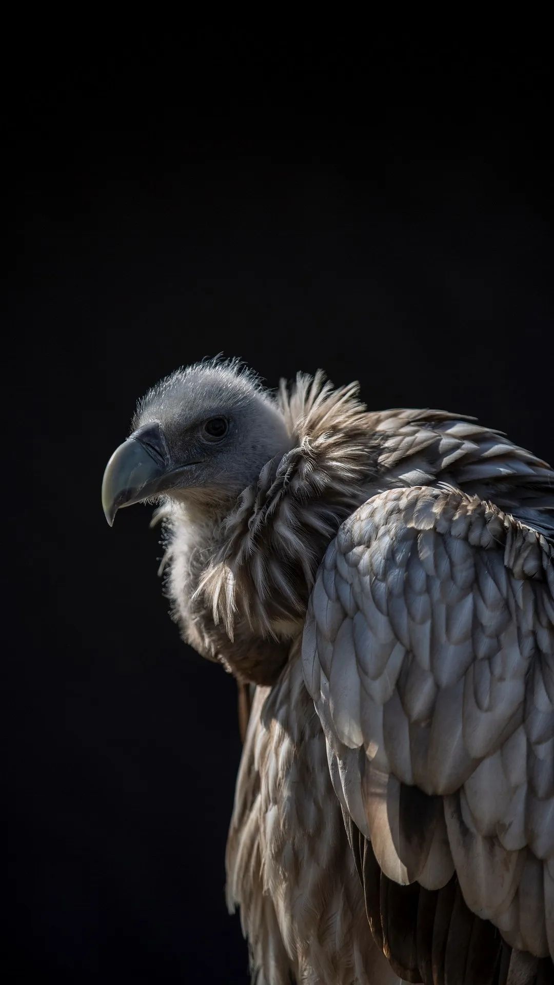 Majestic Vulture Portrait - birds wallpaper for OpersCraft