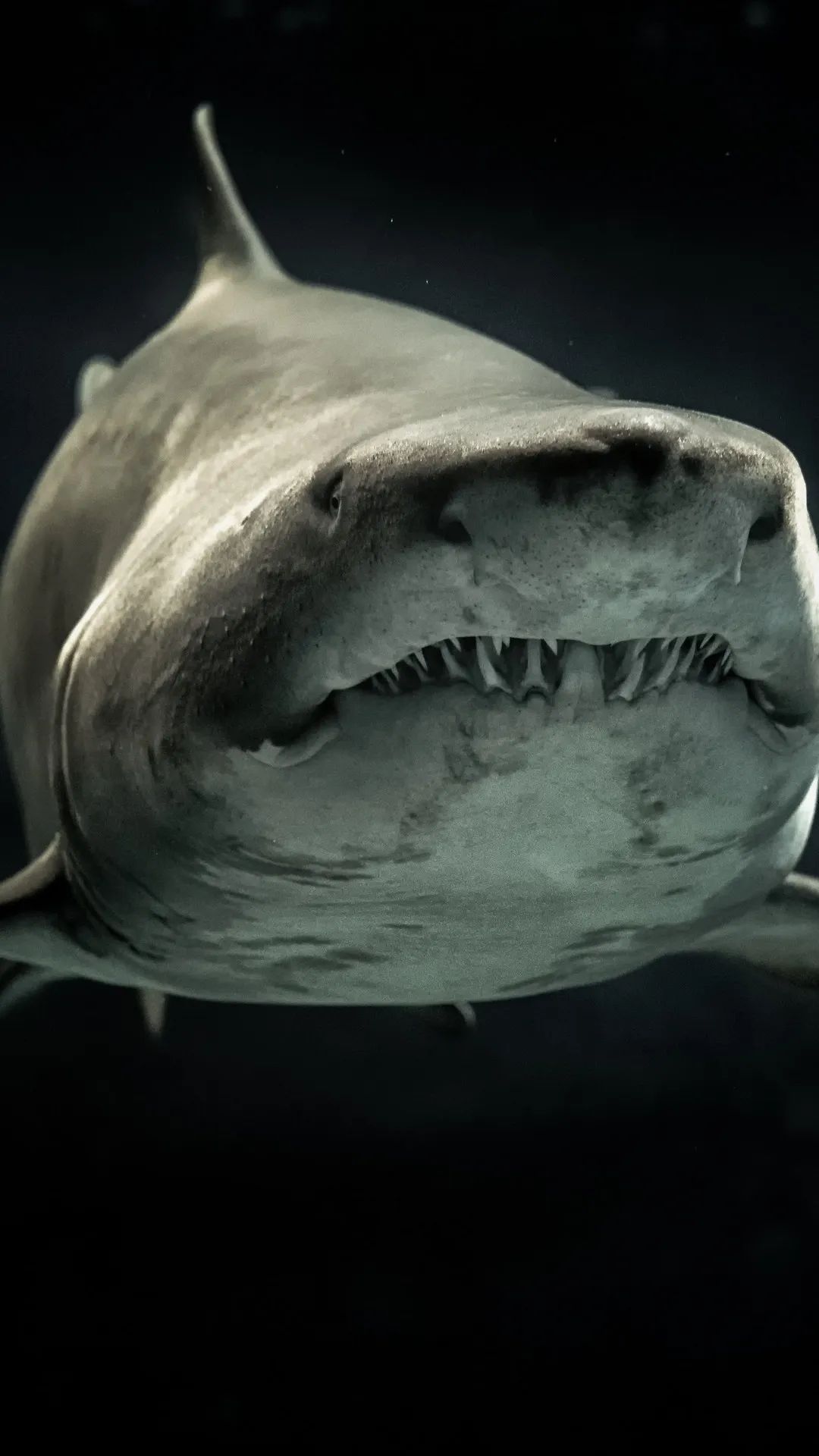 Menacing Shark Portrait - random wallpaper for OpersCraft