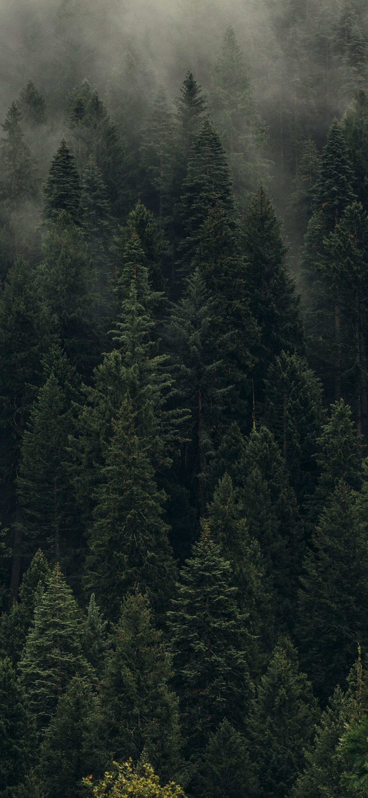 Misty Evergreen Forest - forest wallpaper for OpersCraft