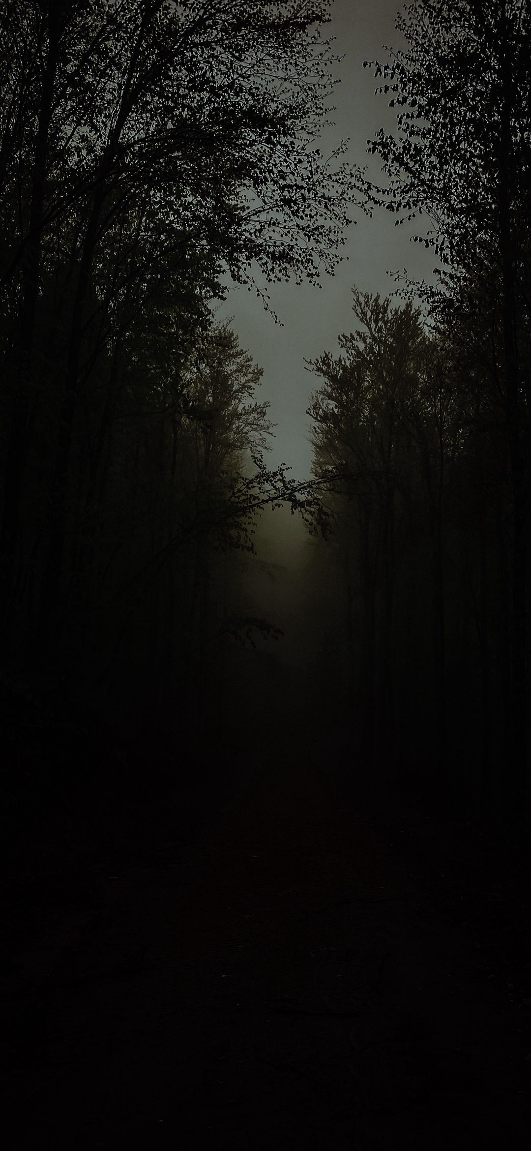 Misty Forest Path - nature wallpaper for OpersCraft