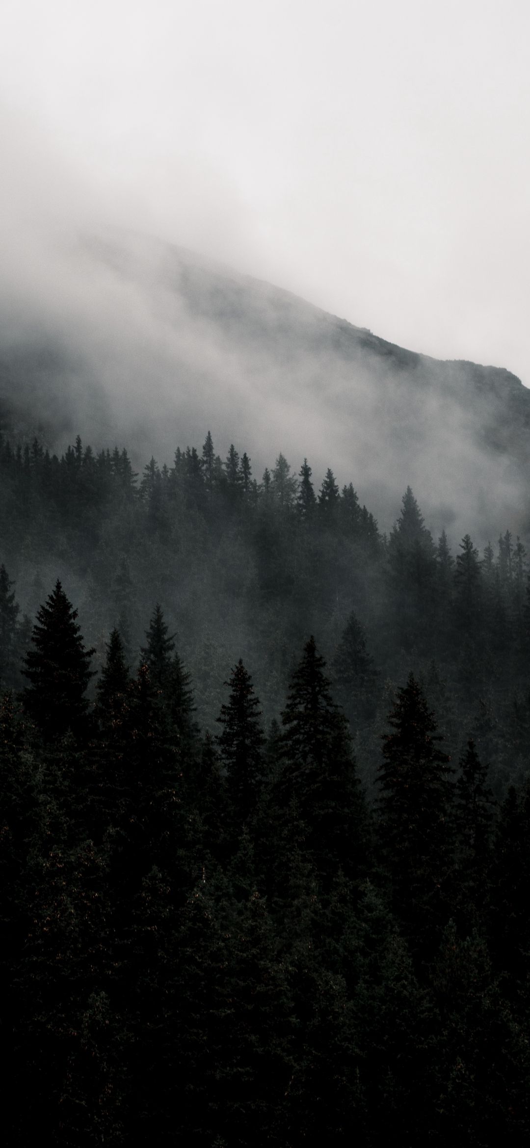 Misty Mountain Forest - forest wallpaper for OpersCraft
