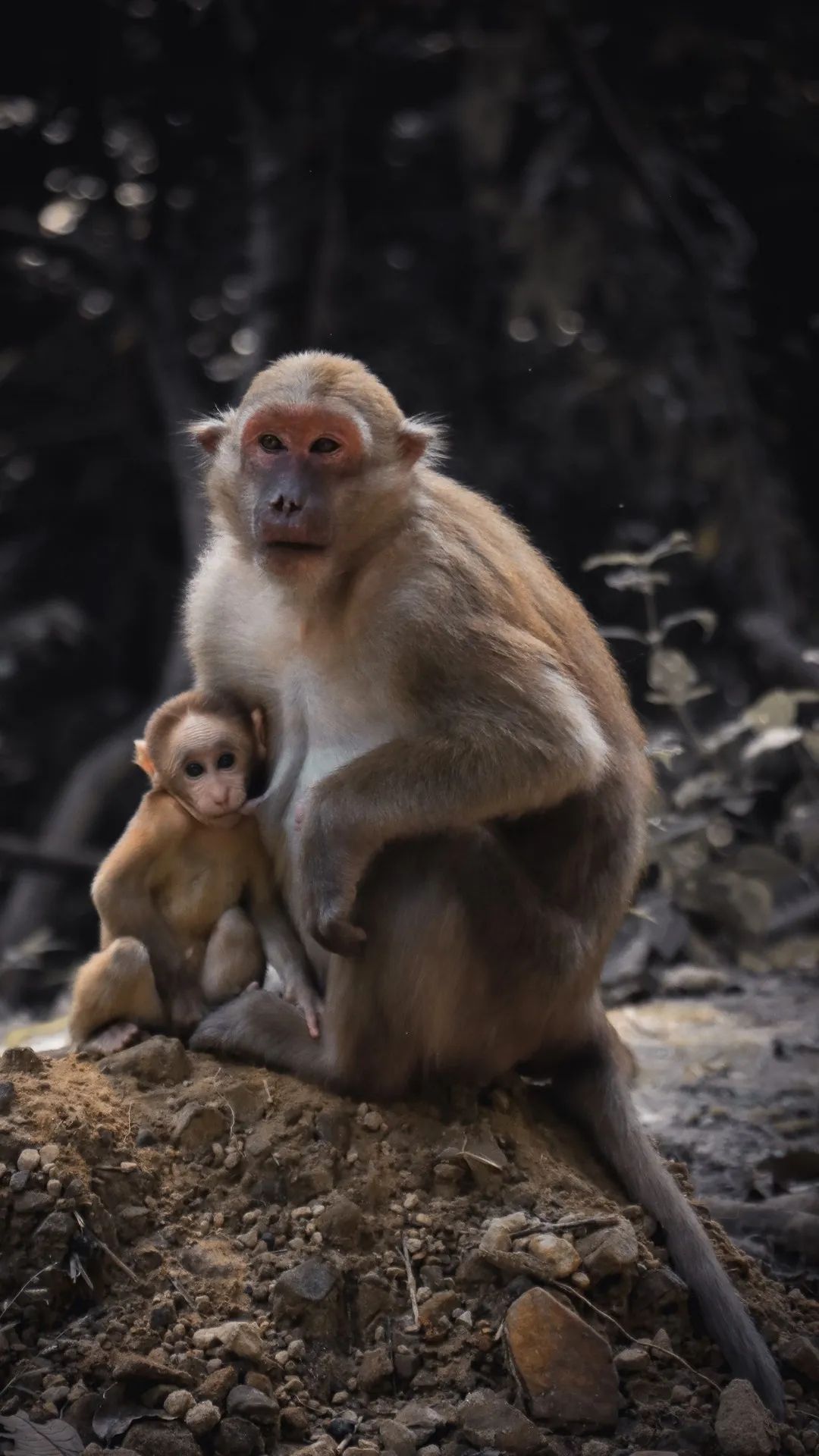 Monkey Mother and Child - monkey wallpaper for OpersCraft