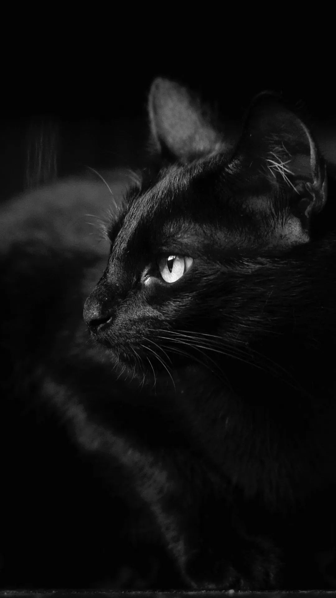 Monochrome Black Cat Portrait - cat wallpaper for OpersCraft
