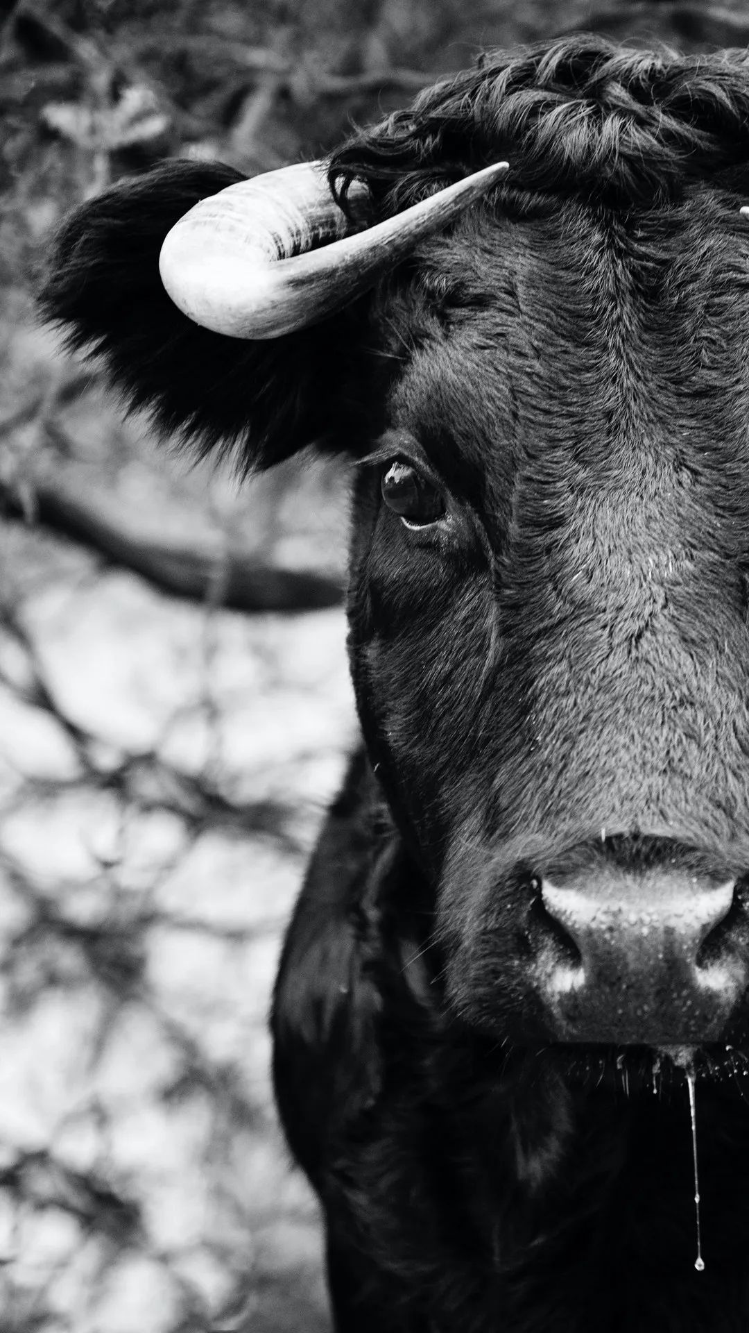 Monochrome Bull Portrait - animals wallpaper for OpersCraft