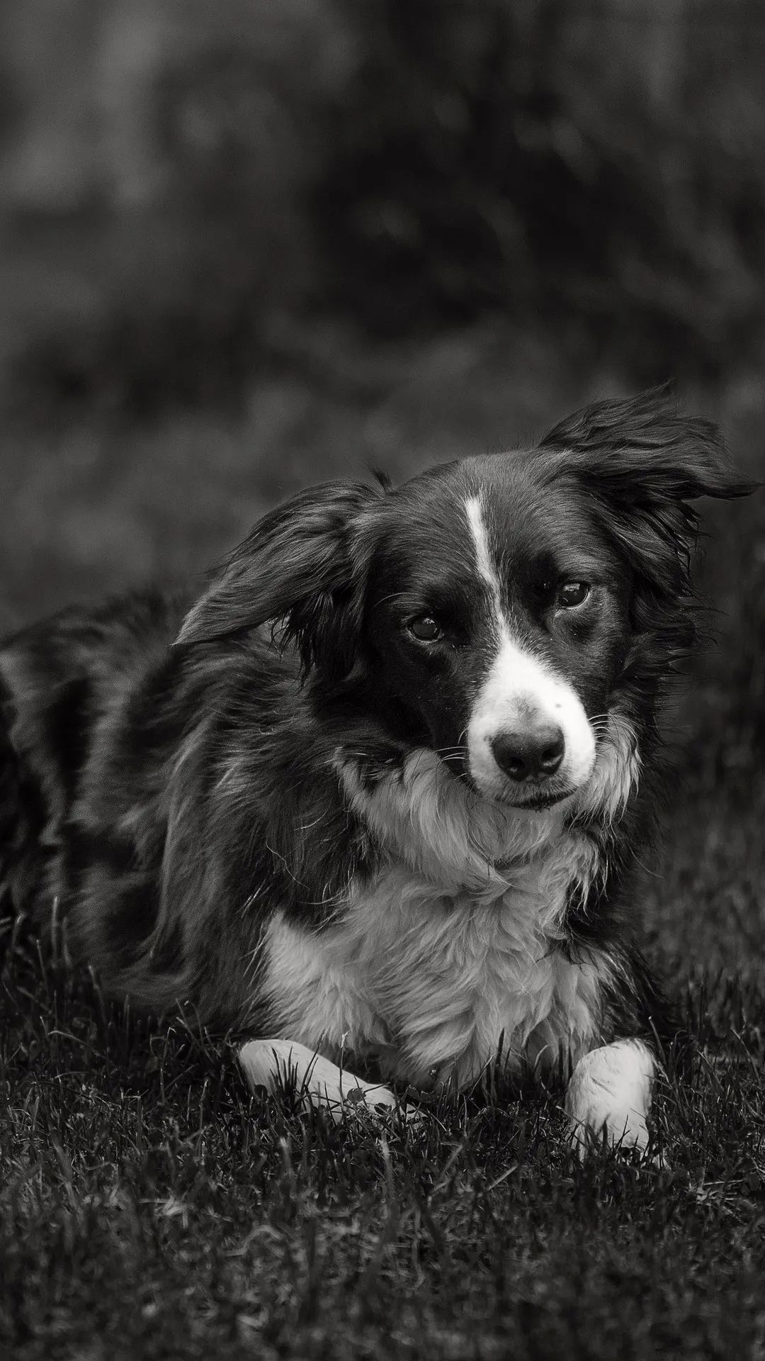 Monochrome Dog Portrait - dog wallpaper for OpersCraft