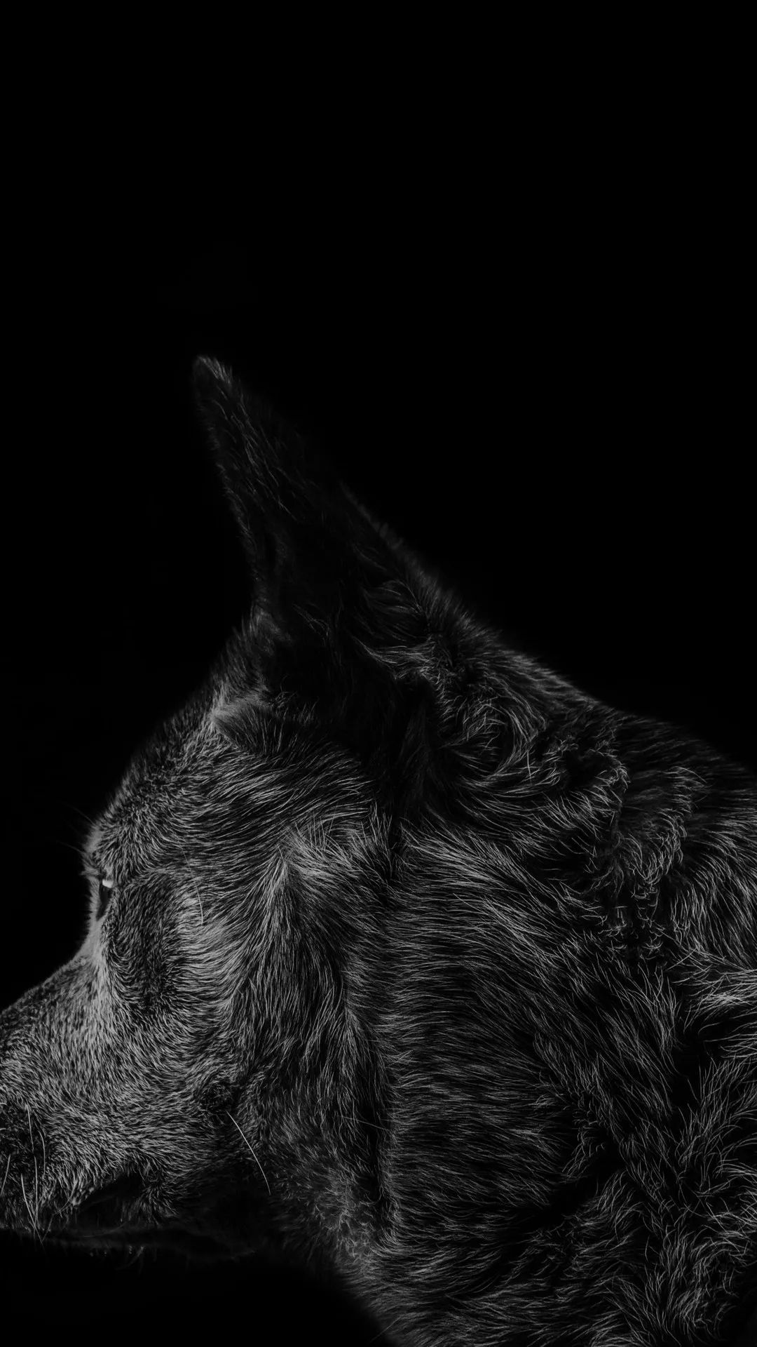 Monochrome Dog Profile - dog wallpaper for OpersCraft