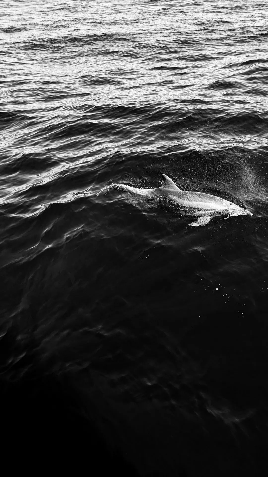 Monochrome Dolphin Swim - random wallpaper for OpersCraft