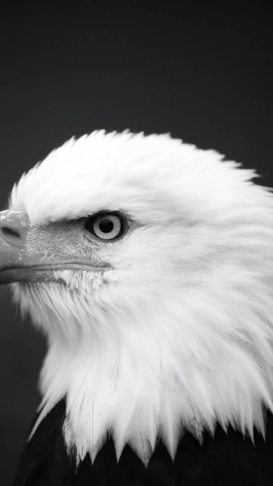 Monochrome Eagle Portrait - eagle wallpaper for OpersCraft