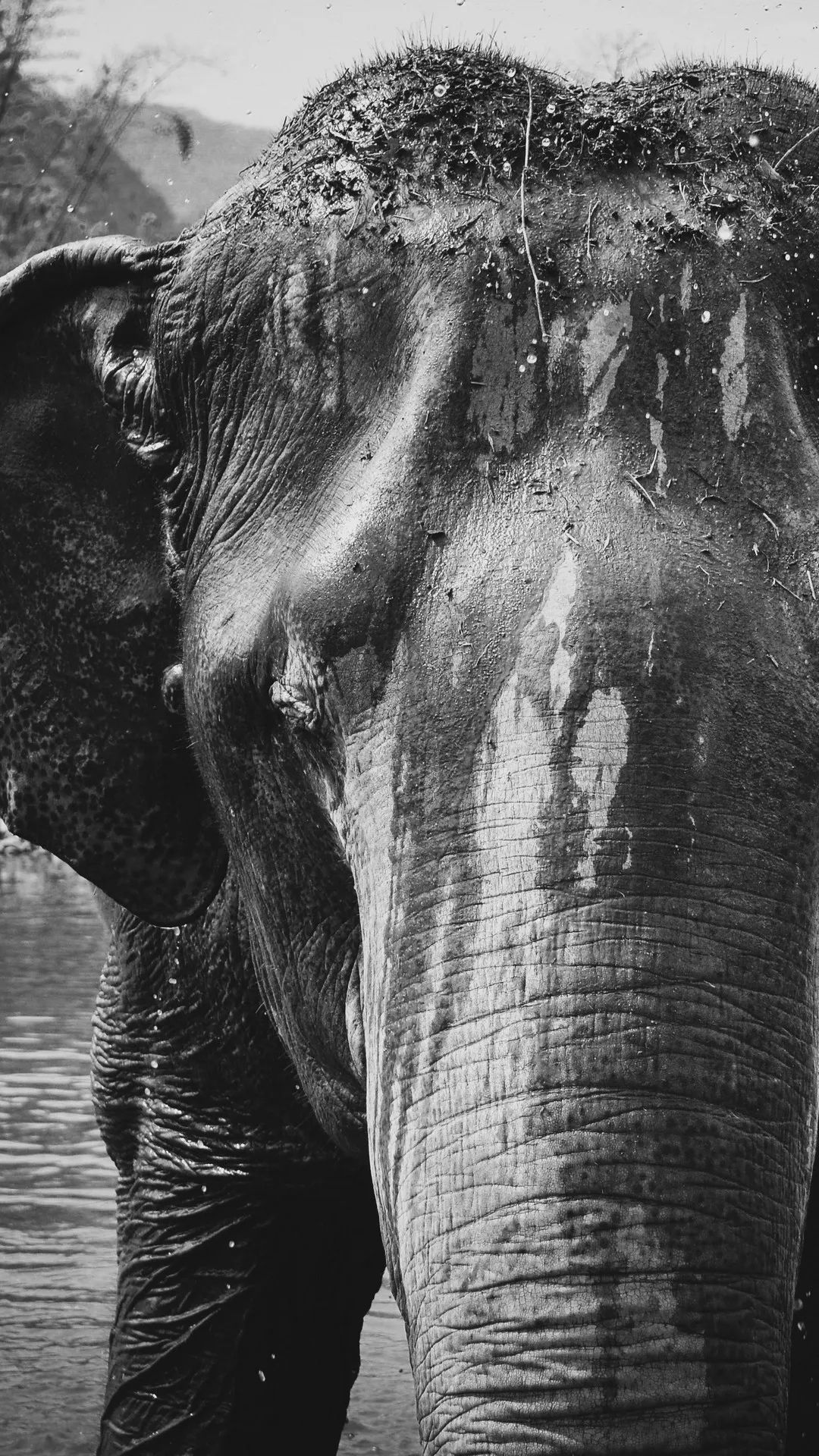 Monochrome Elephant Portrait - elephant wallpaper for OpersCraft