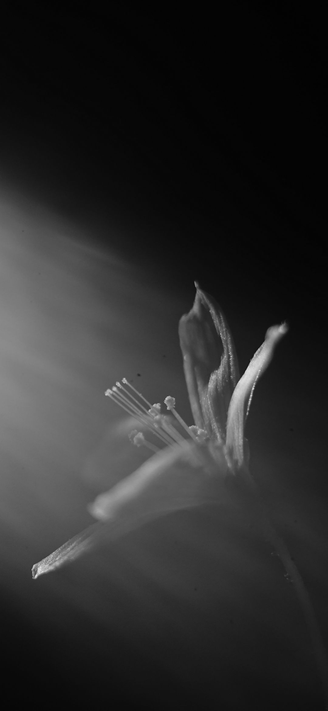 Monochrome Floral Bloom - floral wallpaper for OpersCraft