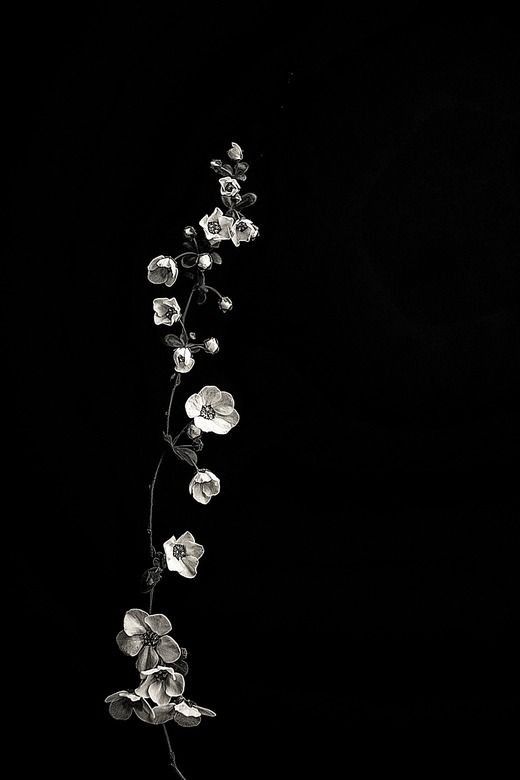 Monochrome Floral Elegance - floral wallpaper for OpersCraft