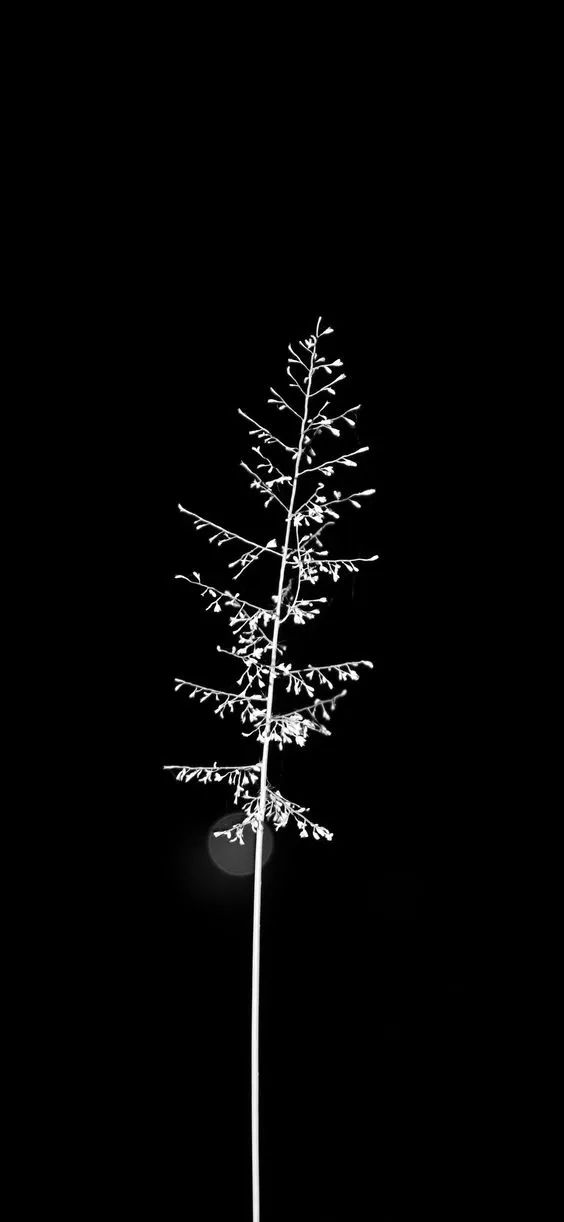Monochrome Floral Silhouette - floral wallpaper for OpersCraft