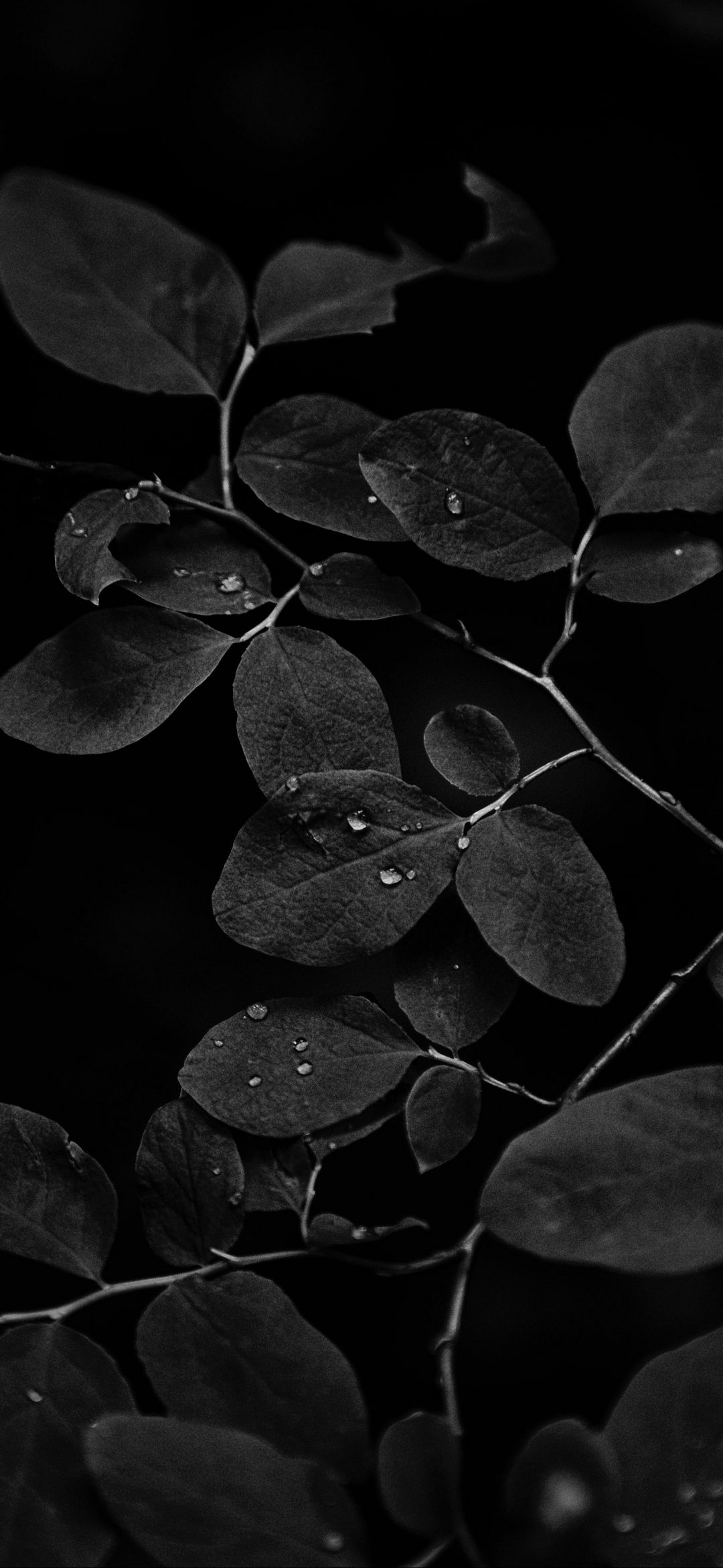 Monochrome Leaf Droplets - nature wallpaper for OpersCraft