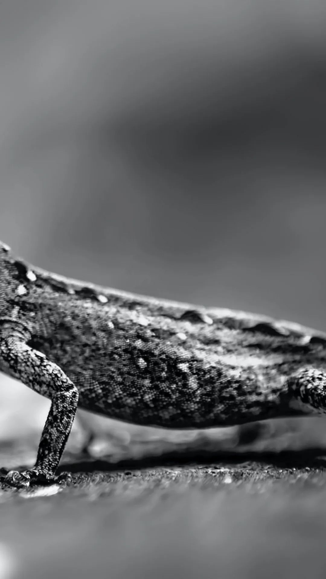 Monochrome Lizard Close-up - random wallpaper for OpersCraft
