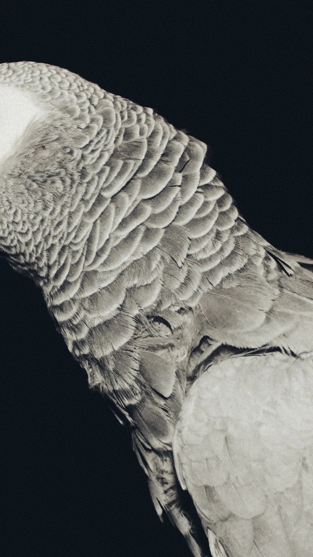 Monochrome Parrot Feathers Detail - birds wallpaper for OpersCraft