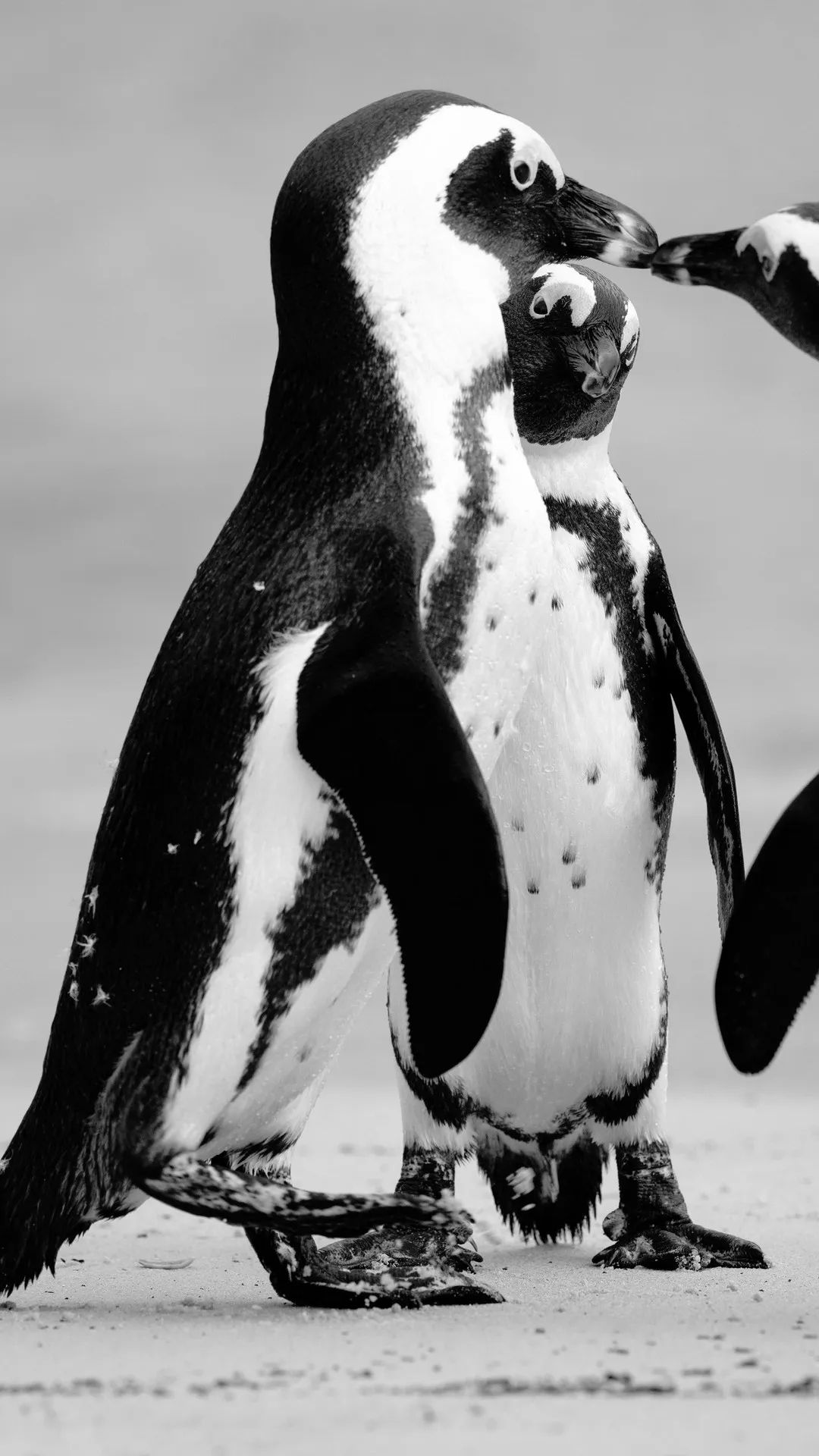 Monochrome Penguin Encounter - penguin wallpaper for OpersCraft