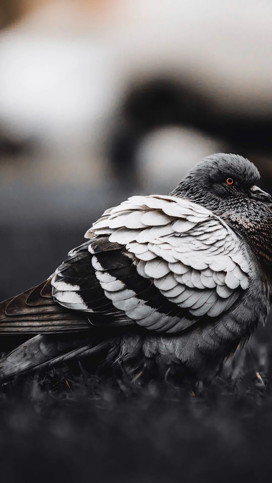 Monochrome Pigeon Portrait - birds wallpaper for OpersCraft