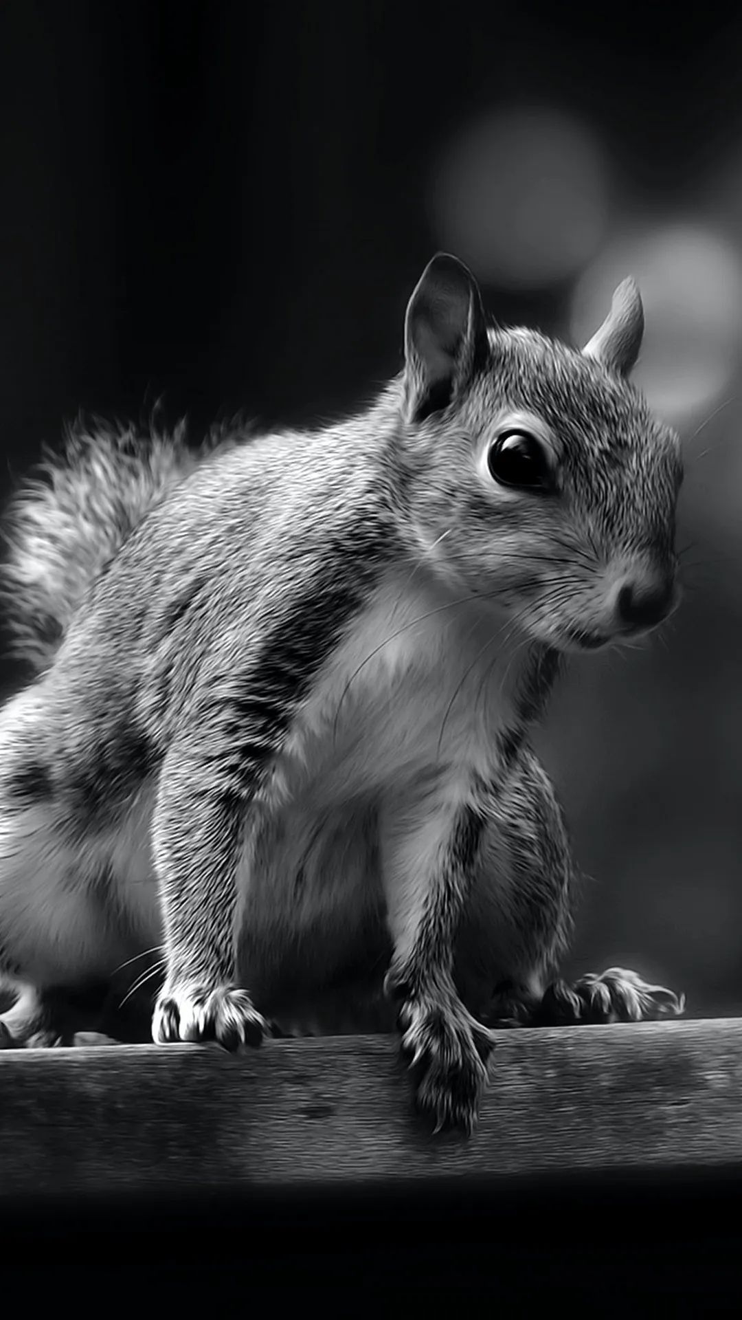 Monochrome Squirrel Portrait - random wallpaper for OpersCraft