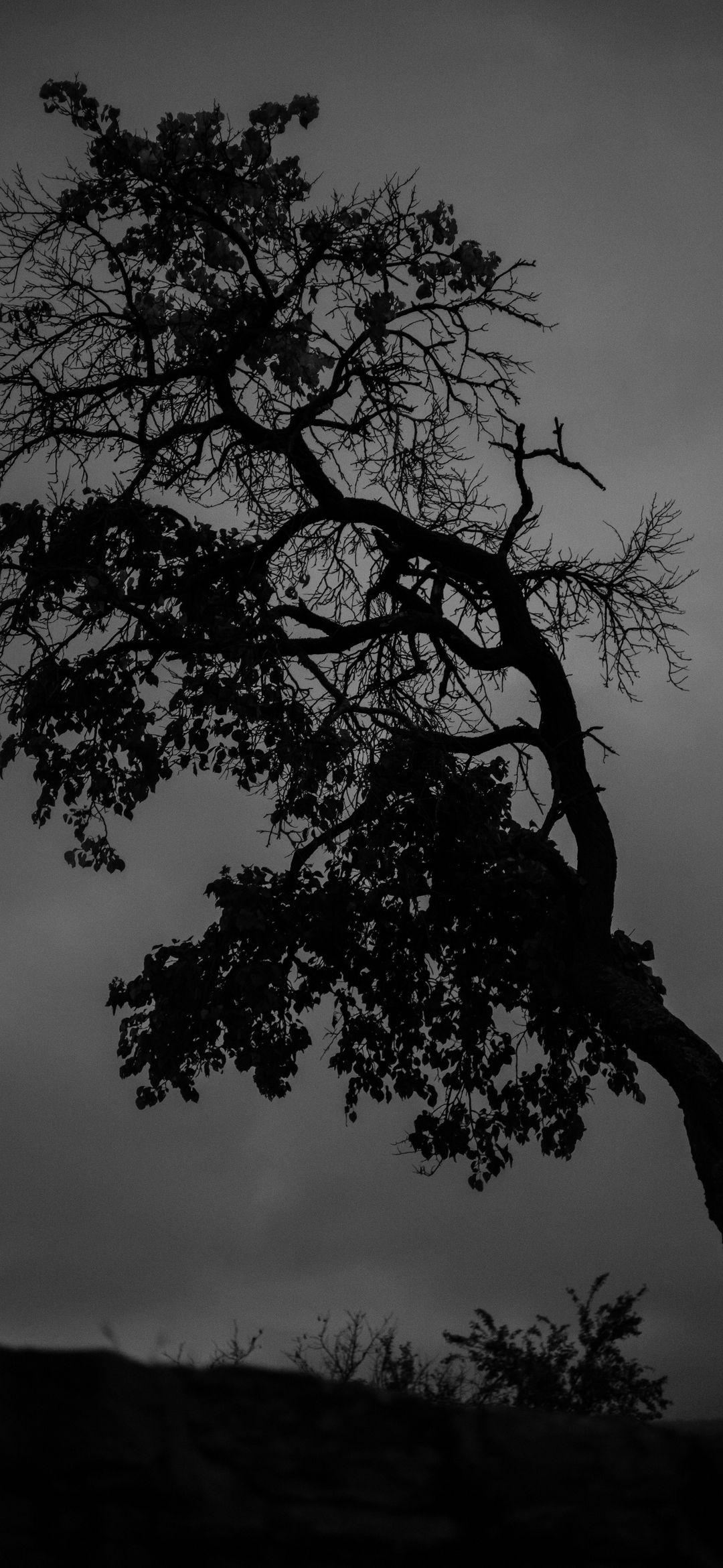 Monochrome Tree Silhouette - monochrome wallpaper for OpersCraft