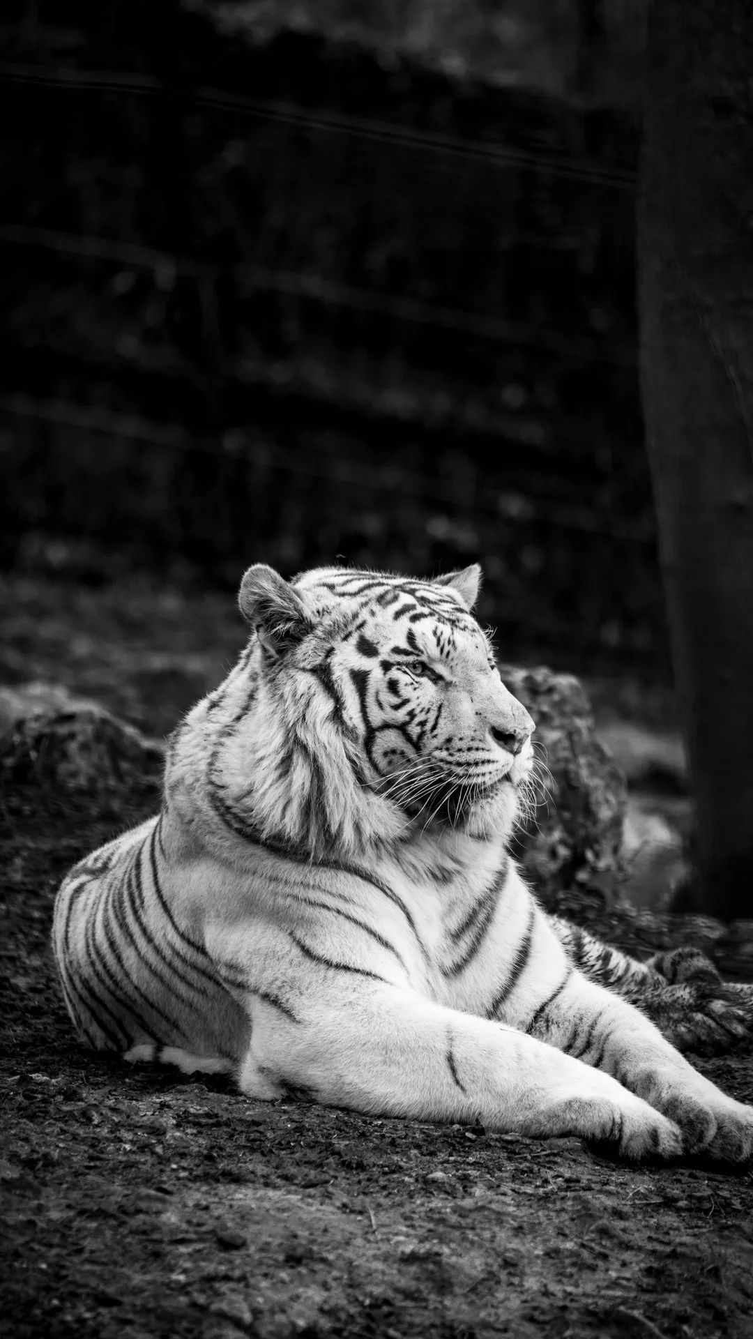 Monochrome White Tiger Portrait - tiger wallpaper for OpersCraft