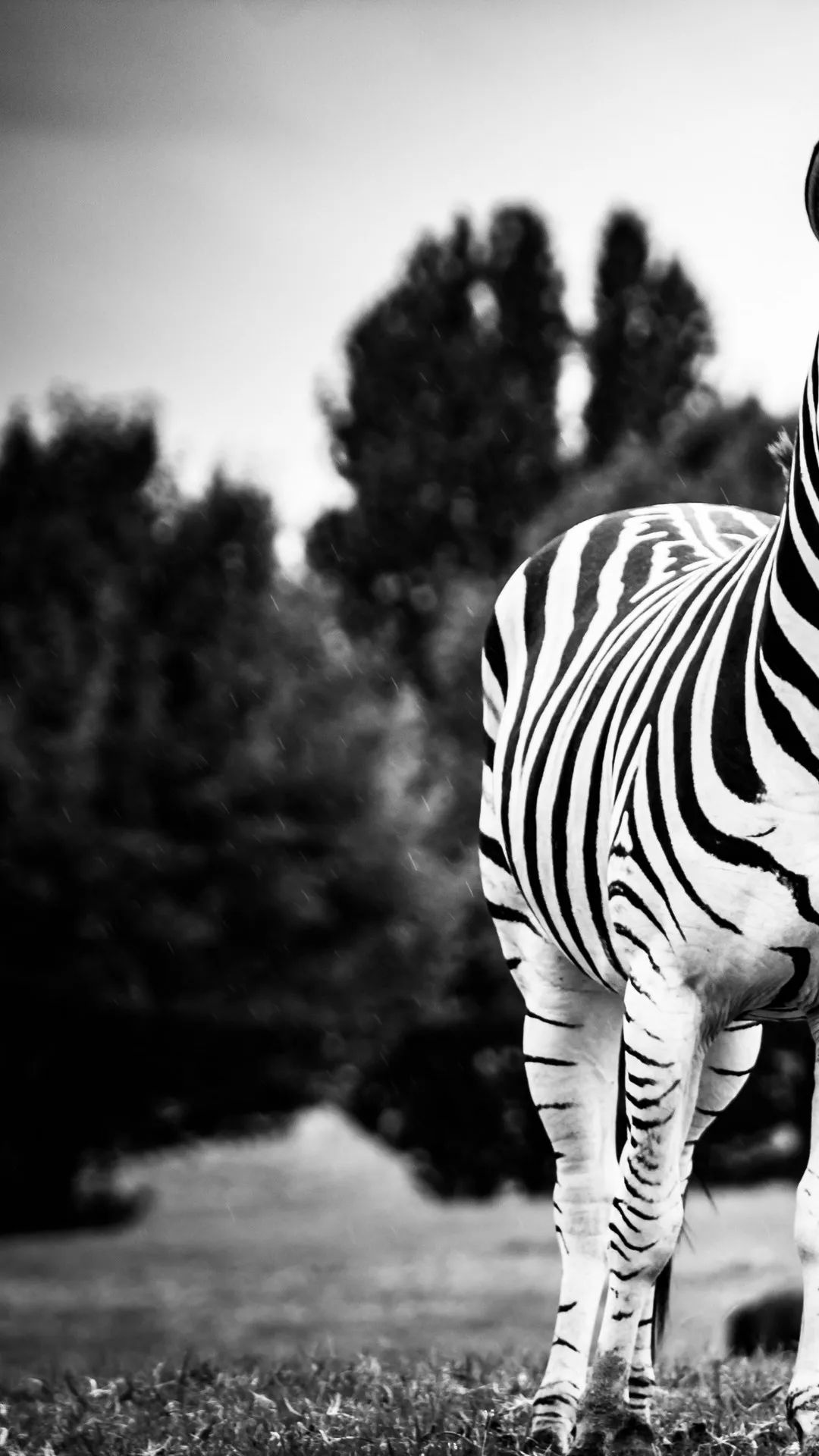 Monochrome Zebra Portrait - zebra wallpaper for OpersCraft