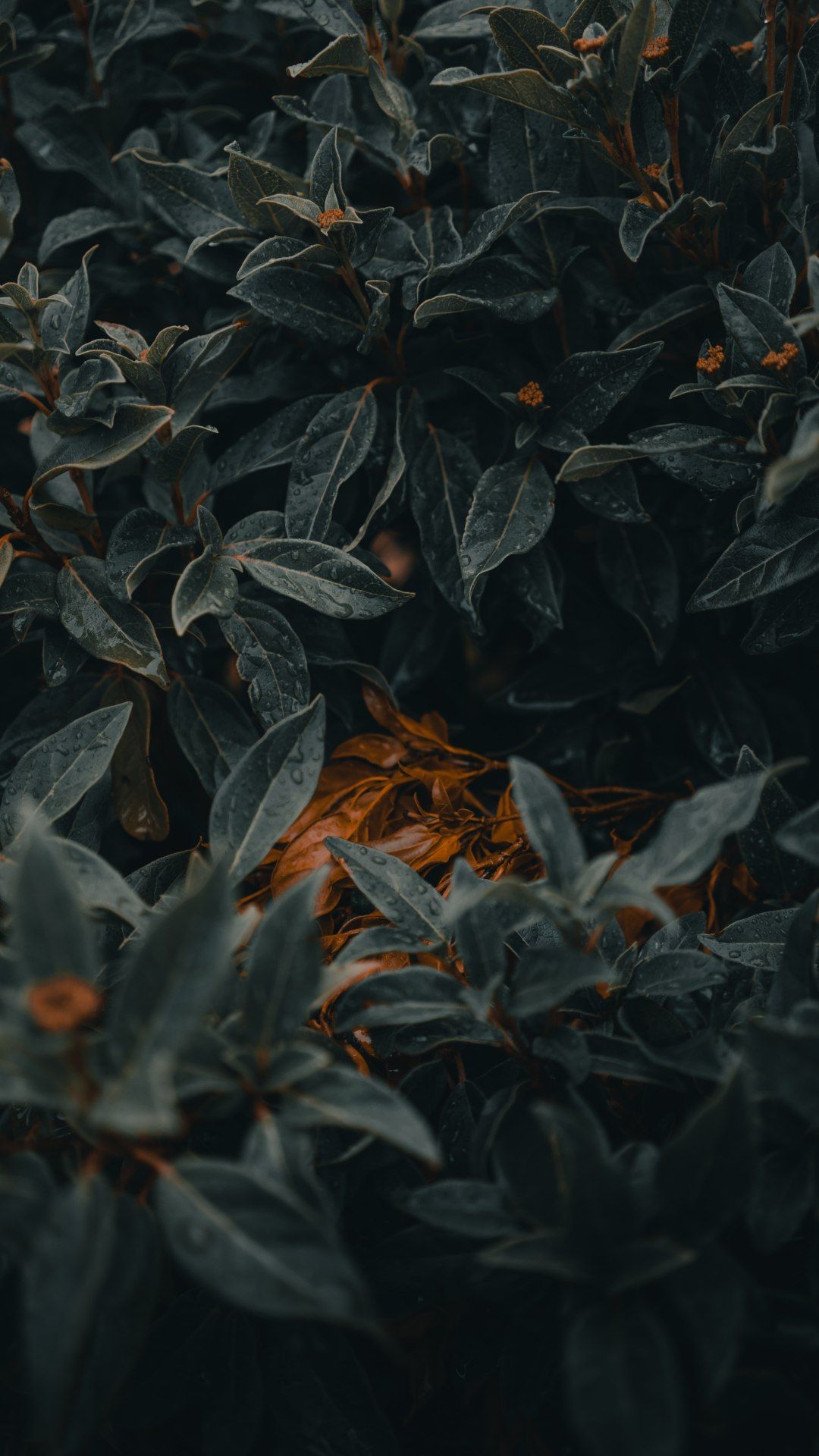 Moody Foliage Close-Up - botanical wallpaper for OpersCraft