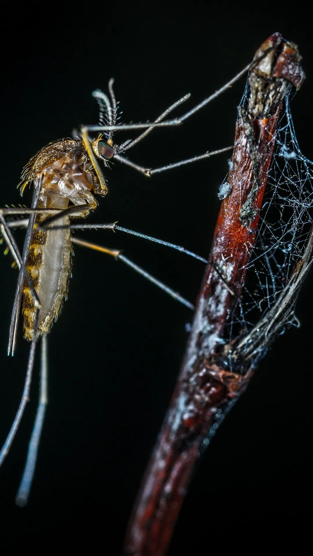 Mosquito on a Branch - insects wallpaper for OpersCraft