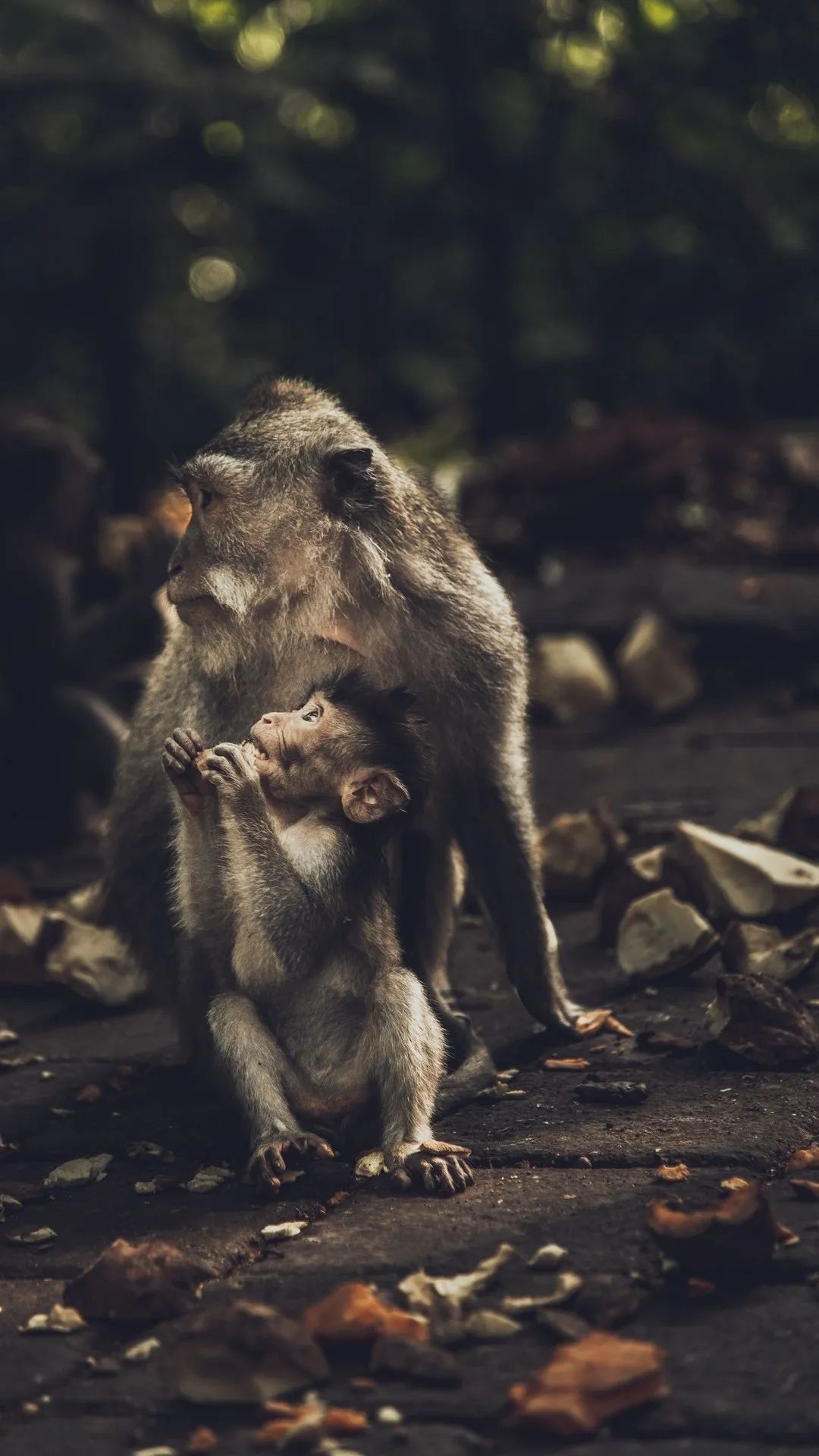 Mother and Baby Monkey - monkey wallpaper for OpersCraft